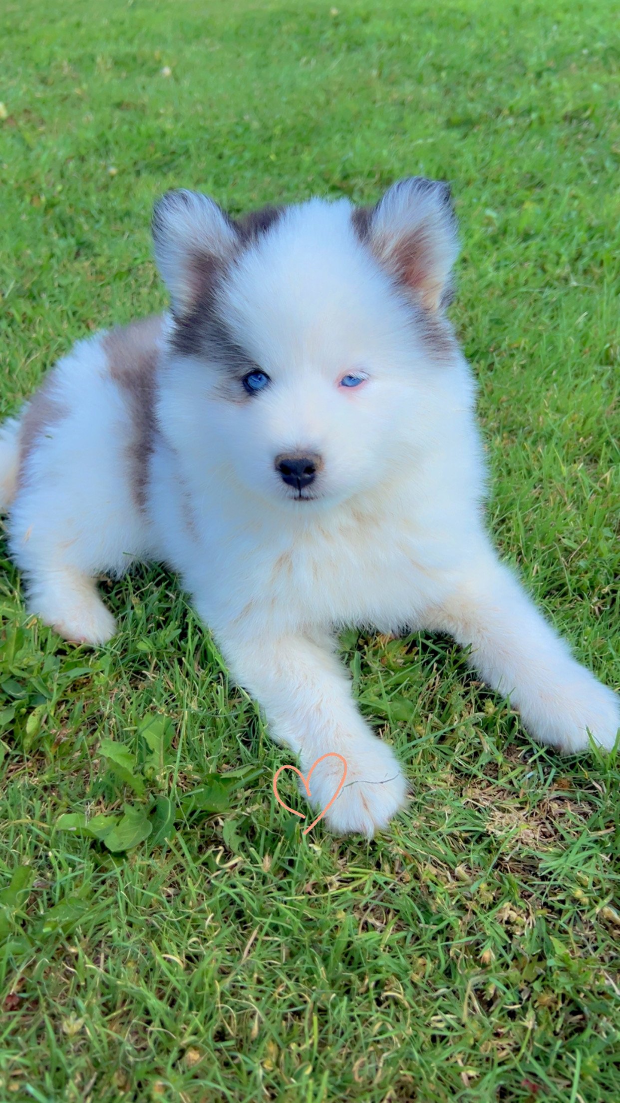 Price- $1500
About August
Pomsky • 13 weeks old
Born on Apr. 25, August is one of 3 puppies from parent dogs Fudge & Holley of Pom Pom Pomskies.
Color
White (non-standard)
Size
Mini
Generation
F2