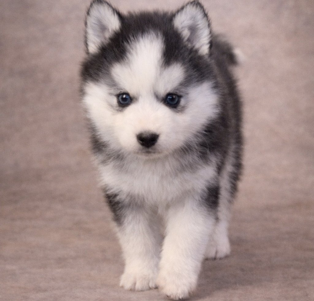 (Male)

Price $2300

Name Avery 

Color

Tri-color (non-standard)

Size

Toy

Expected adult weight

15 lbs. - 25 lbs.