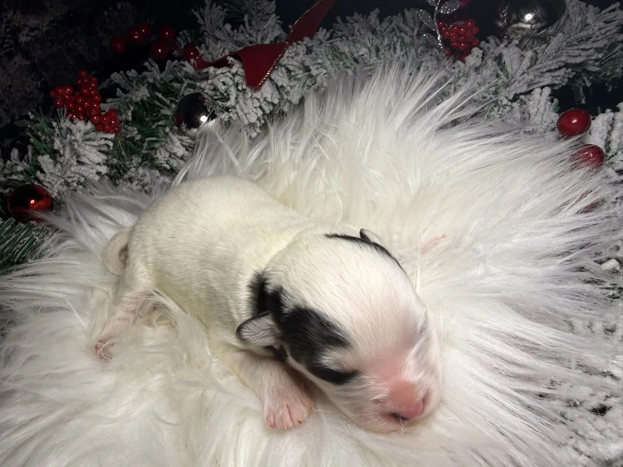 Price $2500

Destiny





Date of Birth:
December 20, 2025
Weight:
1 lbs*
Registration:
No Papers*
Color:
White with black ears
Date Available:
February 14, 2026
Microchipped:
Yes
Travel Ready:
Still Growing!