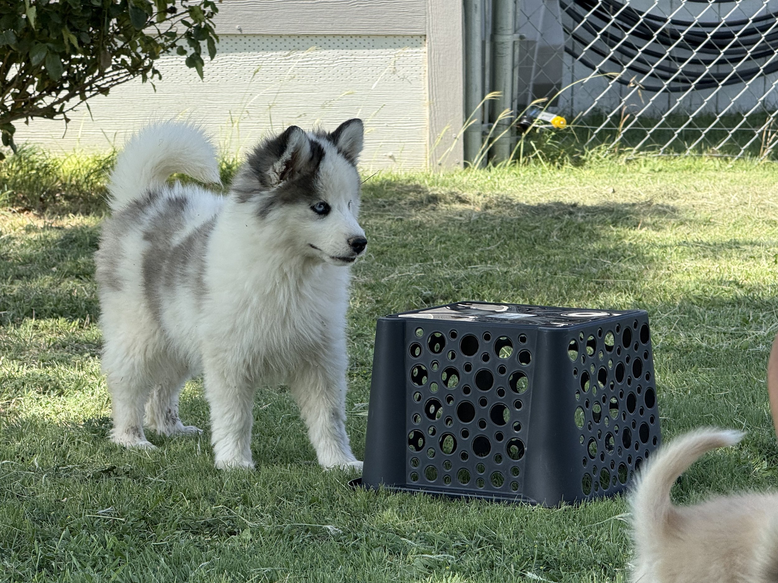 Price- $1500
About August
Pomsky • 13 weeks old
Born on Apr. 25, August is one of 3 puppies from parent dogs Fudge & Holley of Pom Pom Pomskies.
Color
White (non-standard)
Size
Mini
Generation
F2