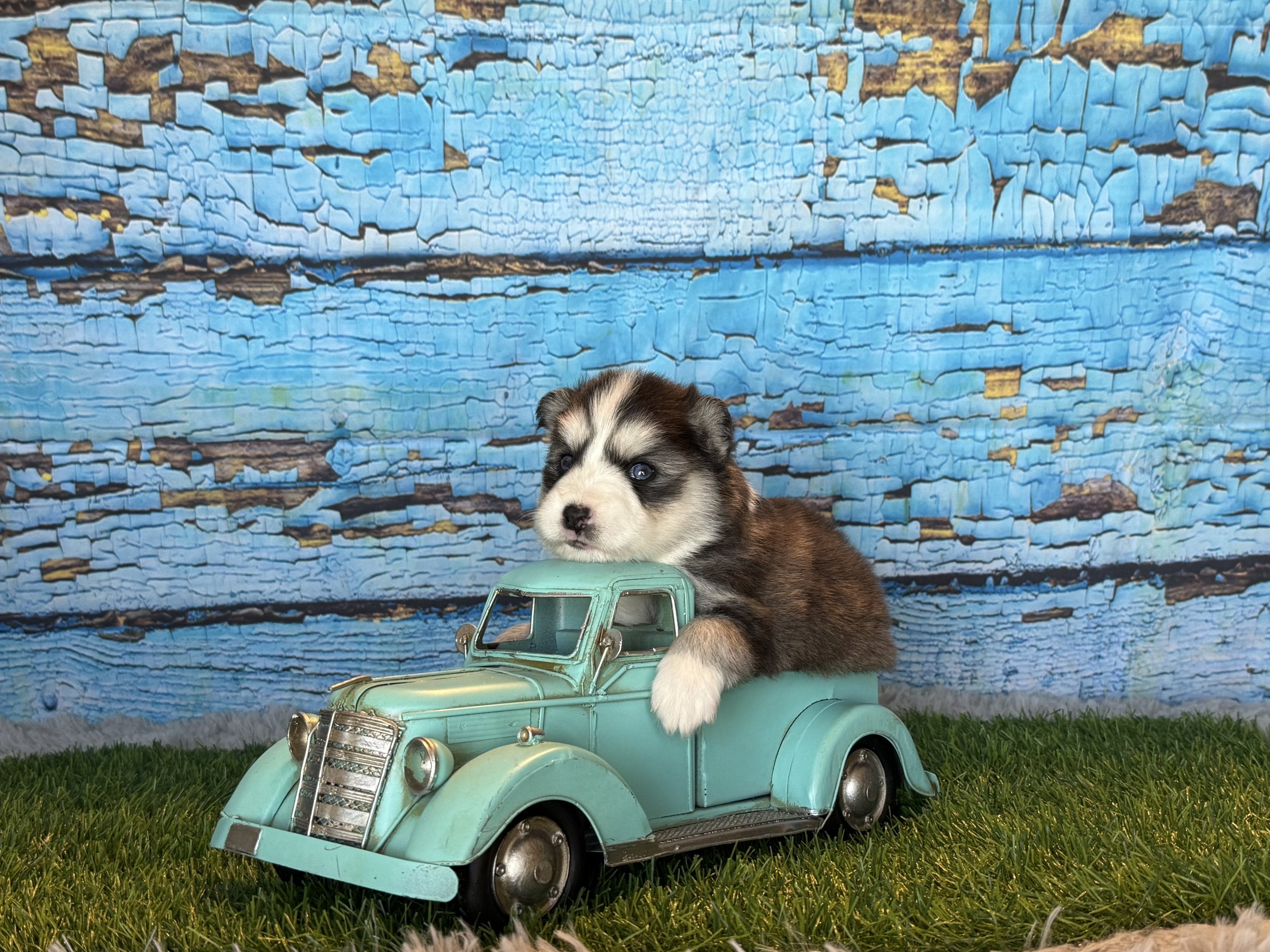 Abby is the perfect pomsky for your family! If you are looking for a sweet companion who shines inside and out, Abby is the one for you! She is a loyal companion with sparkling blue eyes and a fluffy tail. On top of that, she is verbal and will tell