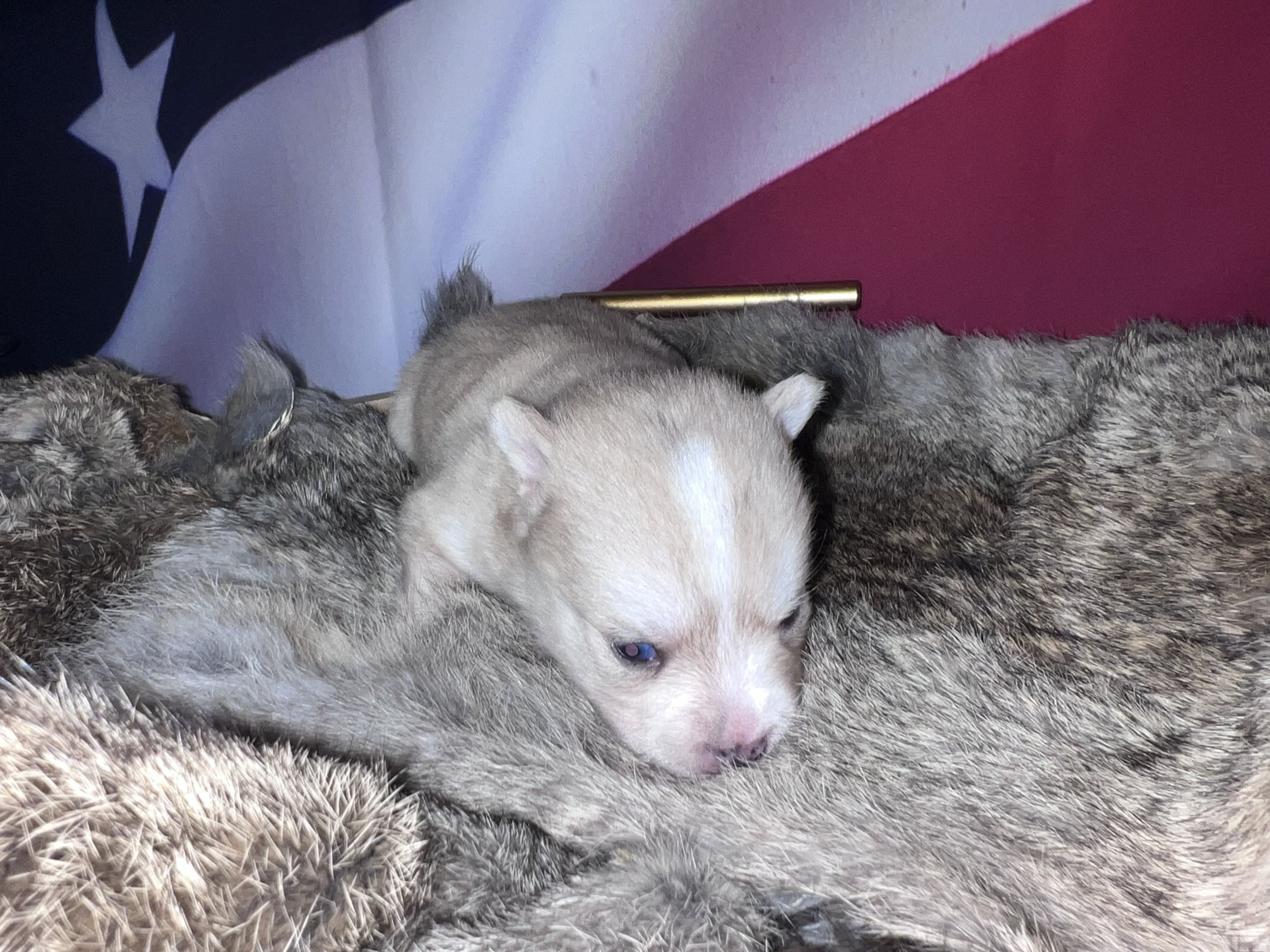 Price-$2500
About Cynthia
Pomsky • 8 weeks old
Born on May 29, Cynthia is one of 4 puppies from parent dogs Bandit & Krissy of Pom Pom Pomskies.
Color
Merle (non-standard)
Size
Mini