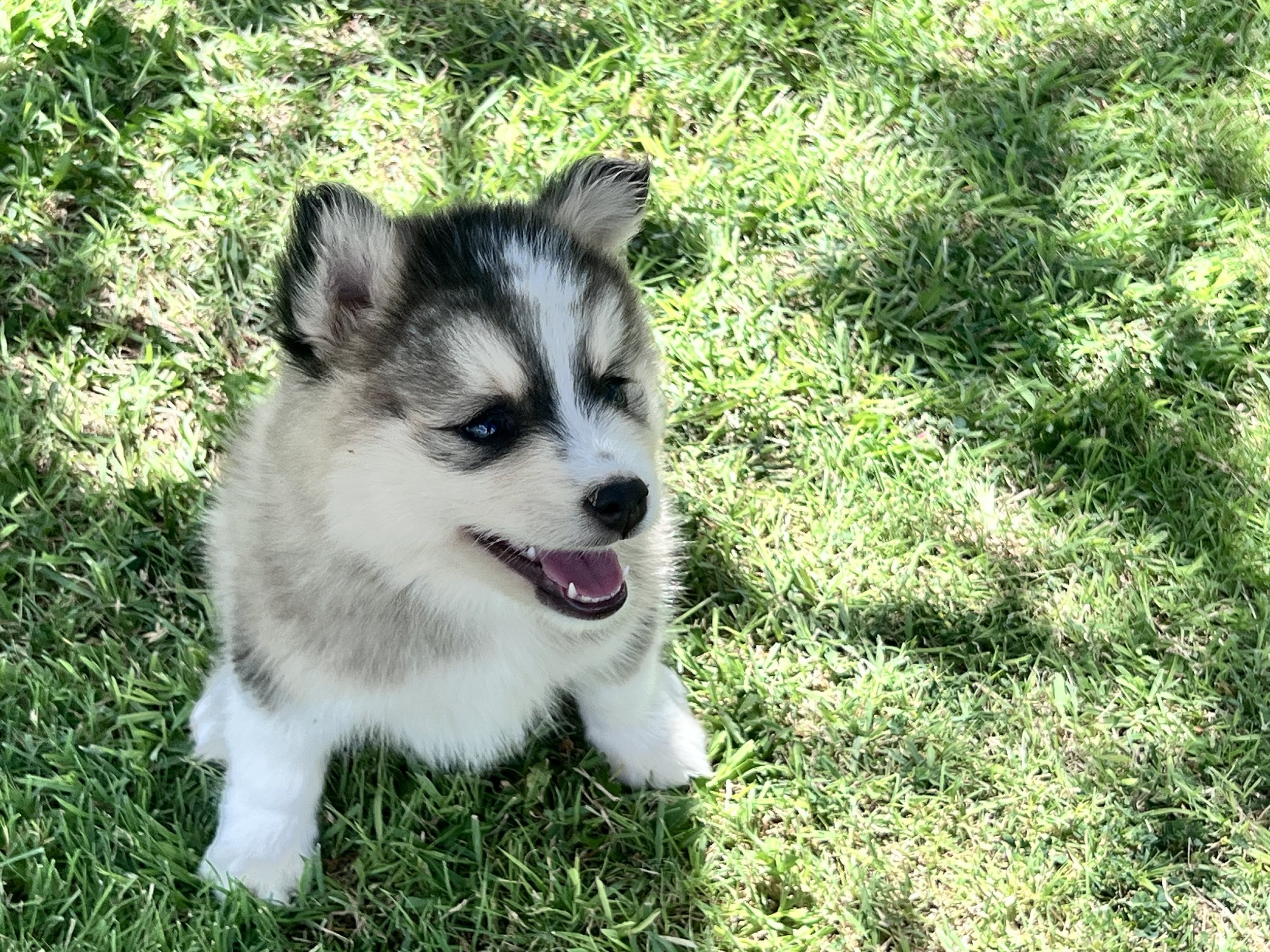 Price-$2,000
About Felix
Pomsky • 8 weeks old
Born on May 25, Felix is one of 4 puppies from parent dogs Bandit & Sky of Pom Pom Pomskies.
Color
Tri-color (non-standard)