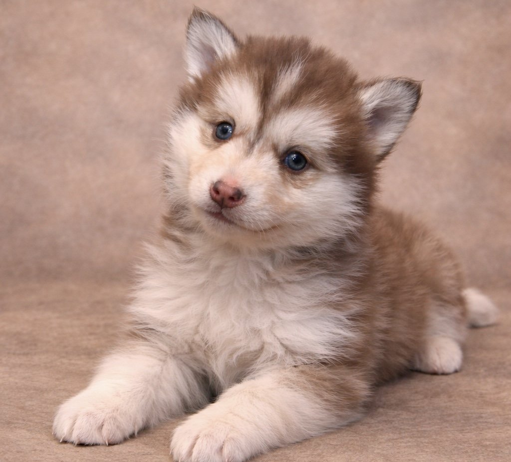 (Female)


price $2500
name Abigail
Color

Red and white (non-standard)

Size

Toy

Expected adult weight

15 lbs. - 25 lbs.