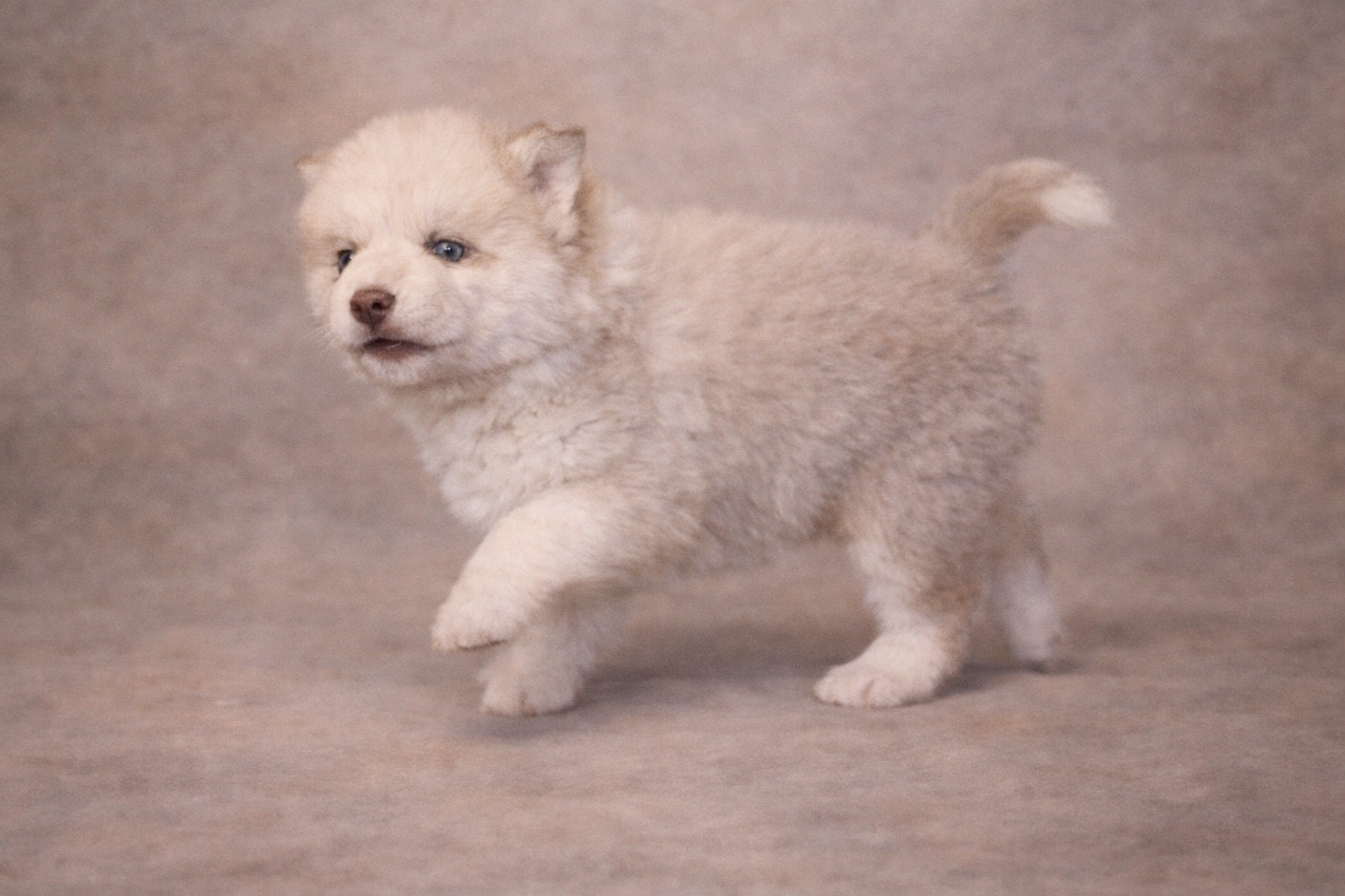 (Male)

Price $2300

Name Asher

Color

Wolf sable (non-standard)

Expected adult weight

15 lbs. - 25 lbs.