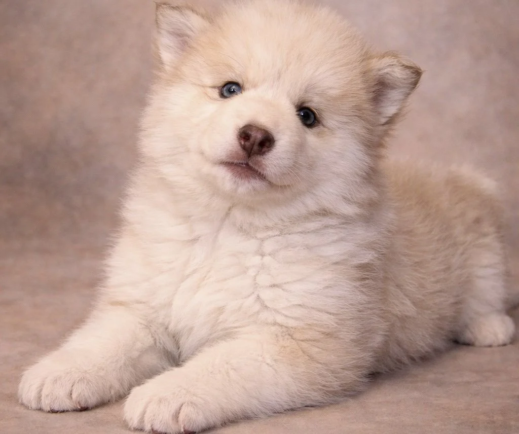 (Male)

Price $2300

Name Asher

Color

Wolf sable (non-standard)

Expected adult weight

15 lbs. - 25 lbs.