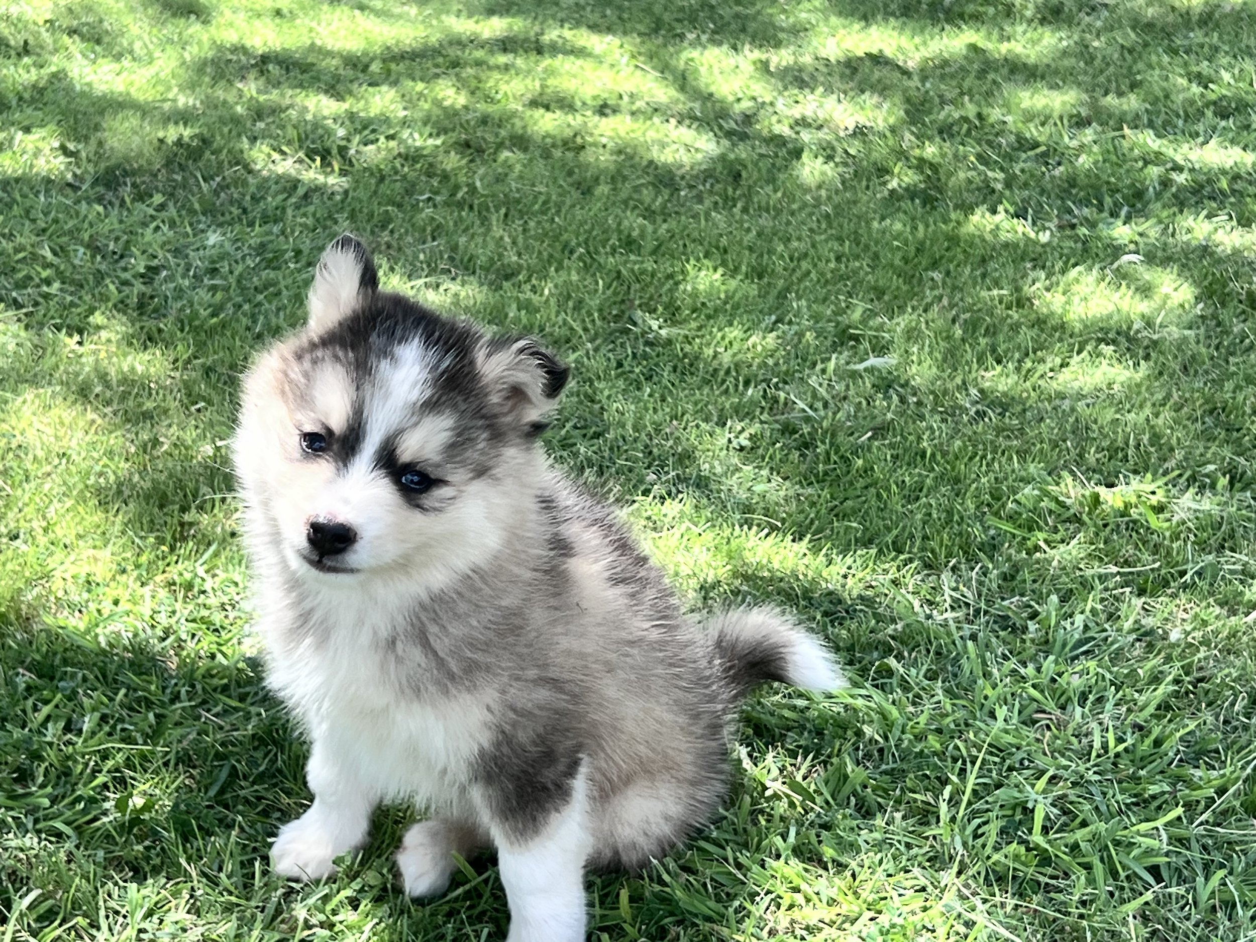 Price-$2,000
About Felix
Pomsky • 8 weeks old
Born on May 25, Felix is one of 4 puppies from parent dogs Bandit & Sky of Pom Pom Pomskies.
Color
Tri-color (non-standard)
