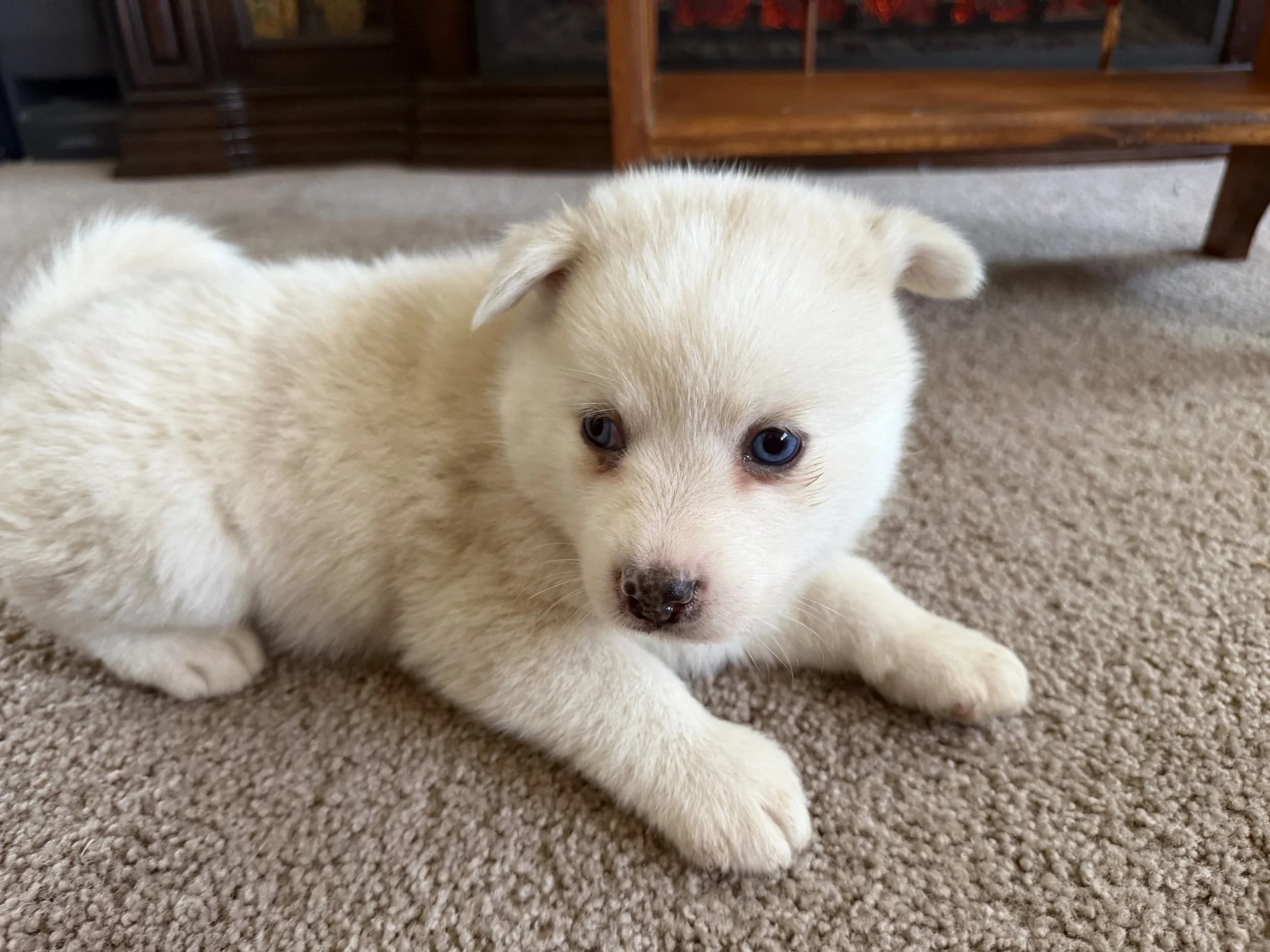 Melvin is a stunning white merle F2 Pomsky with a cloud-soft coat and captivating markings which make him truly one of a kind! This boy loves to romp and play until his little legs tire out, then he's all about snuggling up next to his favorite peopl