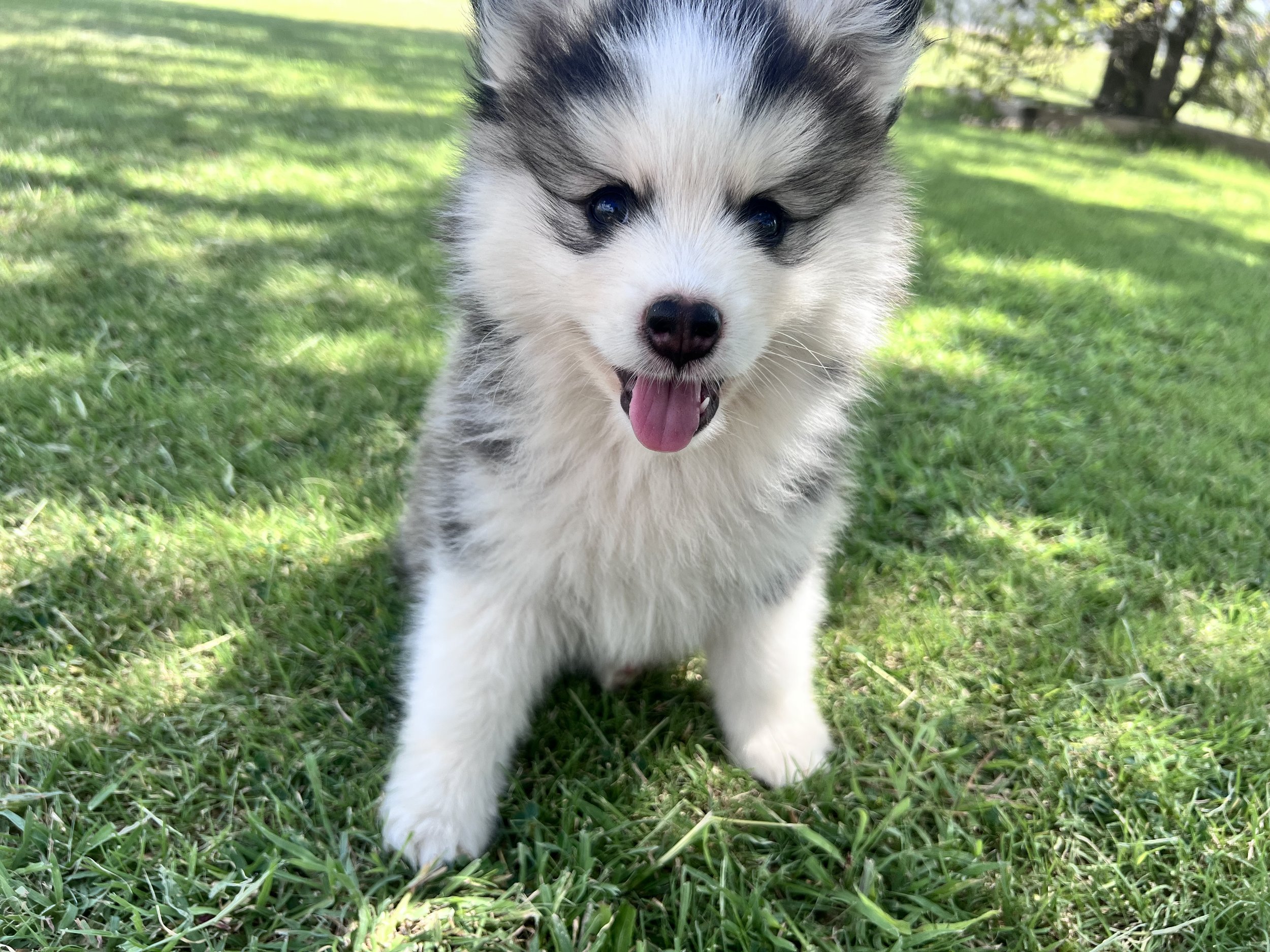 Price-$2,000
About Frederick
Pomsky • 8 weeks old
Born on May 25, Frederick is one of 4 puppies from parent dogs Bandit & Sky of Pom Pom Pomskies.
Color
Black and white (non-standard)