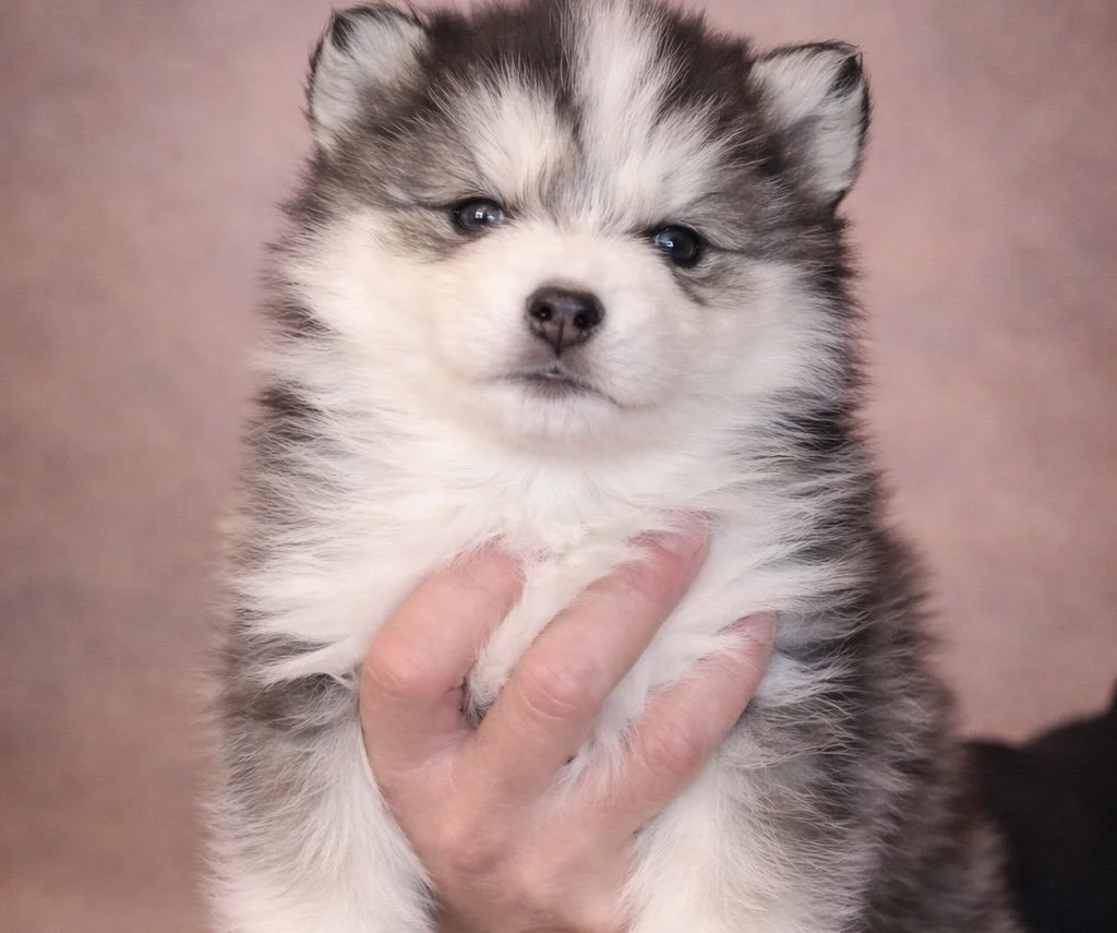 (Female)


Price $2500


Name Evelyn 


Color

Tri Color (non-standard)

Size

Toy

Expected adult weight

15 lbs. - 25 lbs.