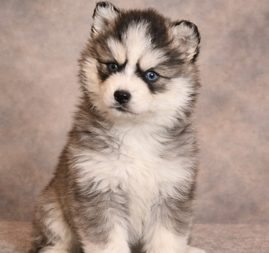 (Female)

Price $2500

Name Emma 


Color

Tri Color (non-standard)

Size

Toy

Expected adult weight

15 lbs. - 25 lbs.