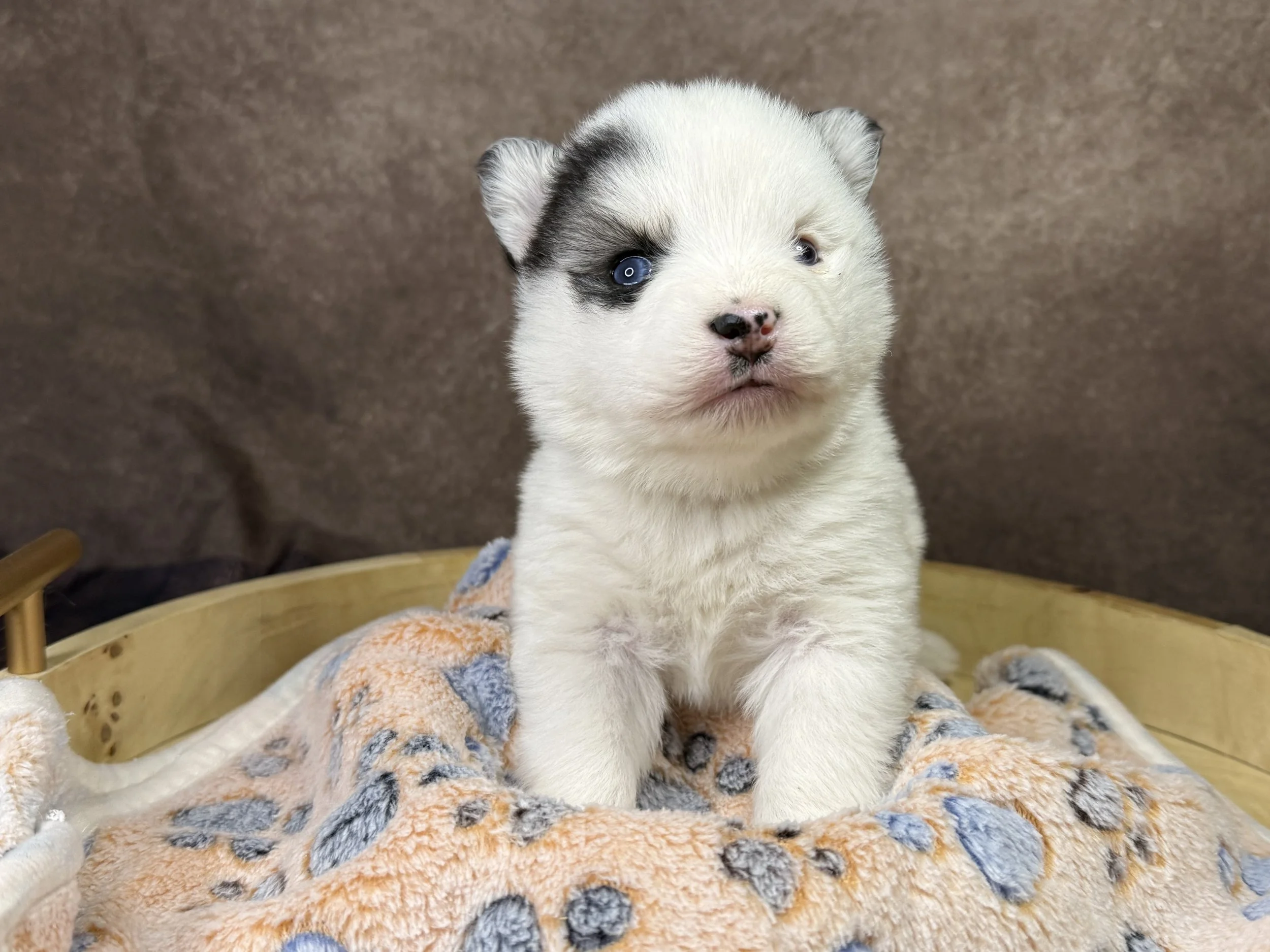 Price $2500

Destiny





Date of Birth:
December 20, 2025
Weight:
1 lbs*
Registration:
No Papers*
Color:
White with black ears
Date Available:
February 14, 2026
Microchipped:
Yes
Travel Ready:
Still Growing!