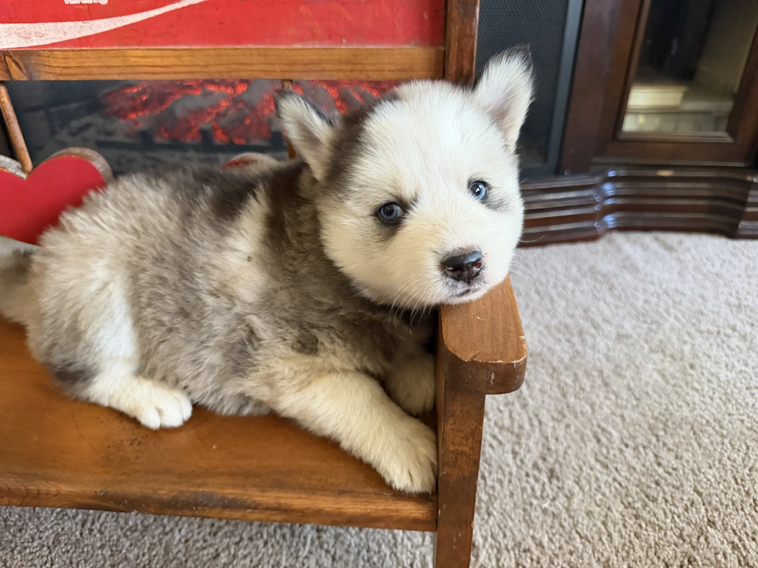 Melody is a stunning F2 Pomsky whose mesmerizing merle coat is already turning heads! This little lady combines the spirited personality of her Husky heritage with the playful charm of her Pomeranian side, creating the perfect blend of adventure and 
