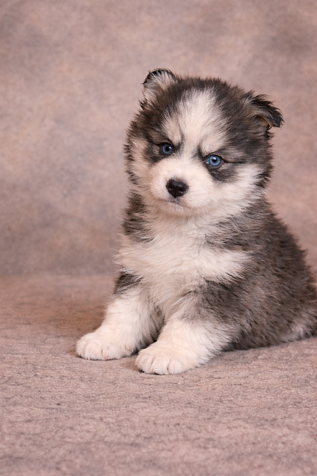 (Male)

Price $2300

Name Ethan

Color

Tri-color (non-standard)

Size

Toy

Expected adult weight

15 lbs. - 25 lbs.