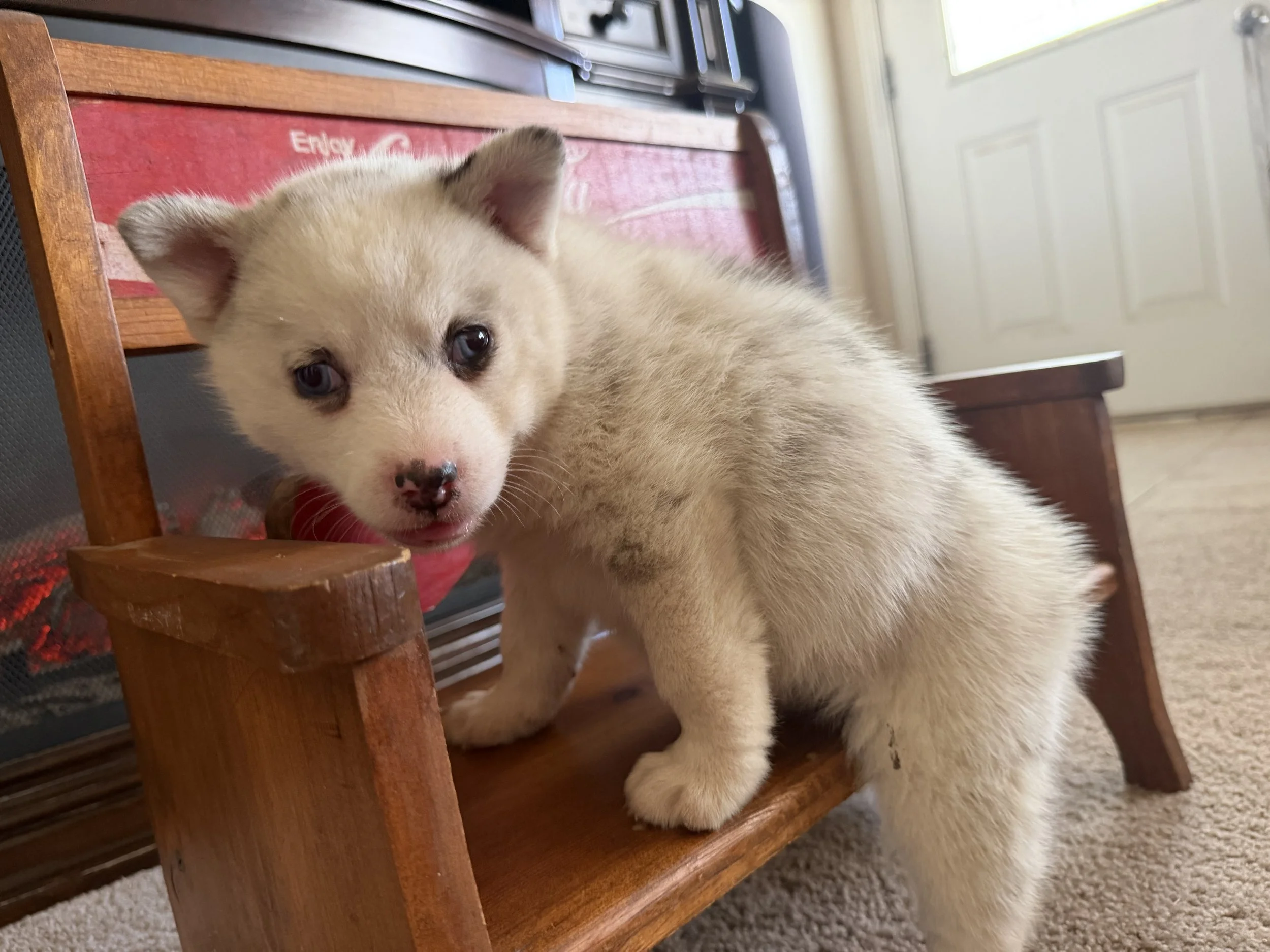 My name is Macy the Pomsky puppy, and I can't wait to show you the love I have for you! I am the sweetest puppy you will ever meet. I love to romp around and make you laugh! My favorite thing to do after an exciting day is to cuddle next to my family