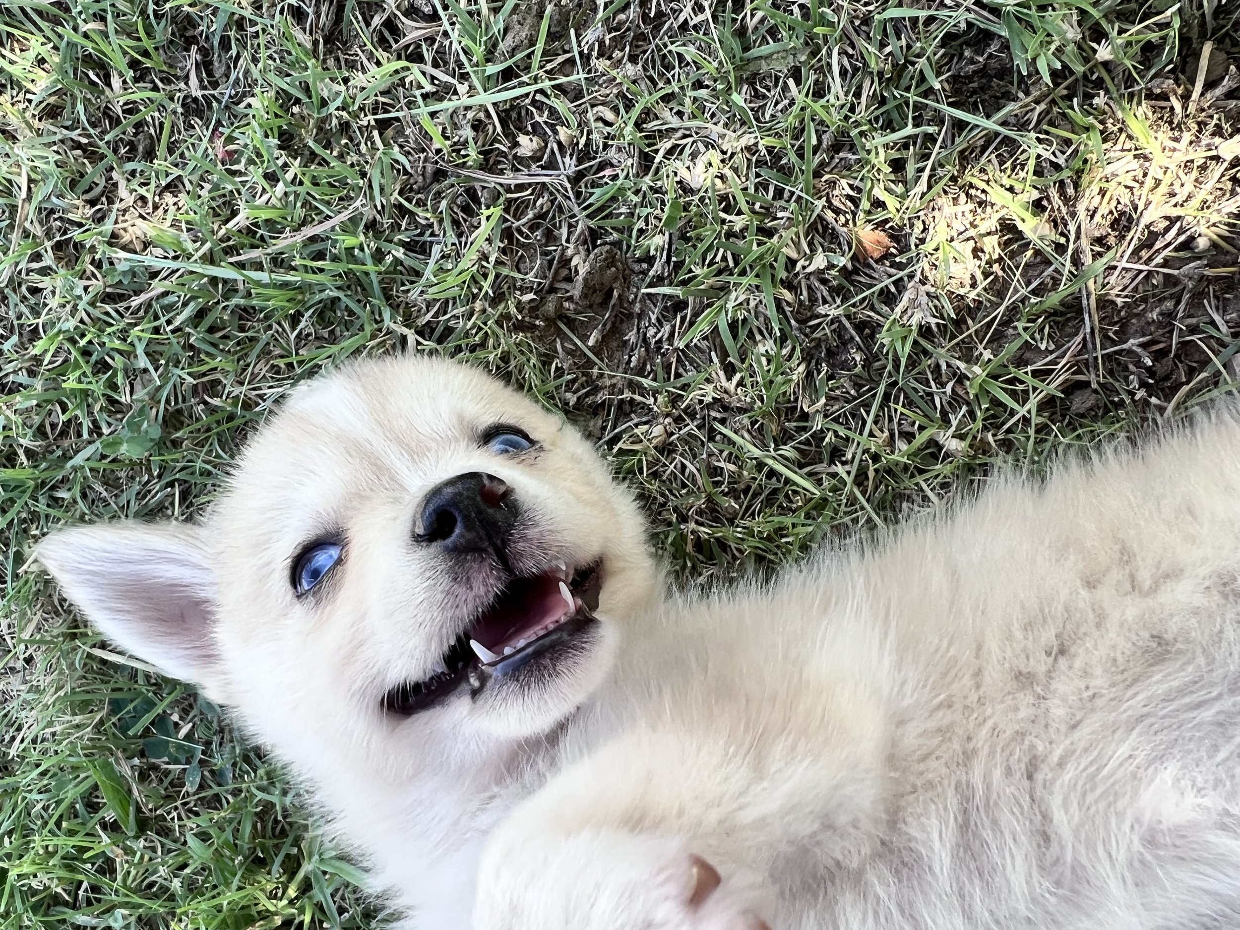 Price-$2500
About Cynthia
Pomsky • 8 weeks old
Born on May 29, Cynthia is one of 4 puppies from parent dogs Bandit & Krissy of Pom Pom Pomskies.
Color
Merle (non-standard)
Size
Mini