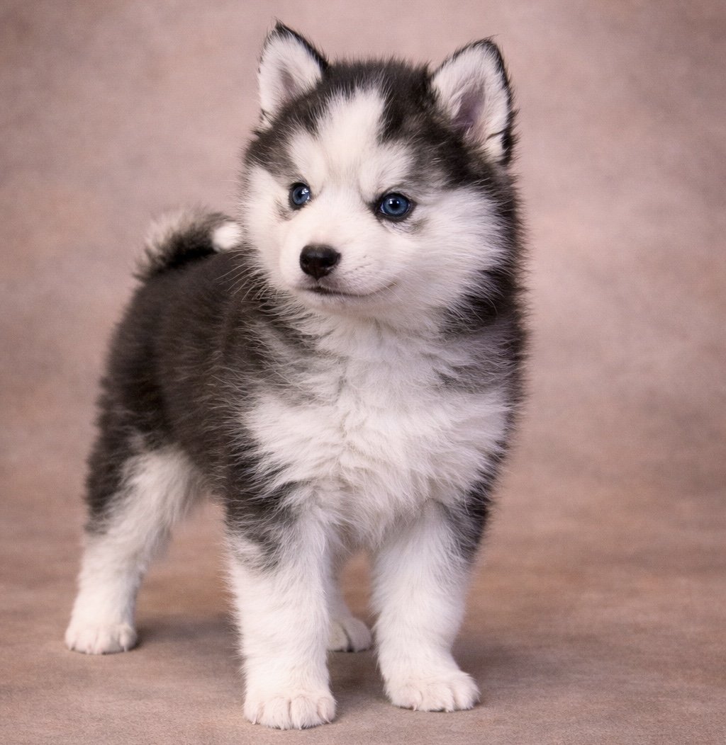 (Male)

Price $2300

Name Avery 

Color

Tri-color (non-standard)

Size

Toy

Expected adult weight

15 lbs. - 25 lbs.