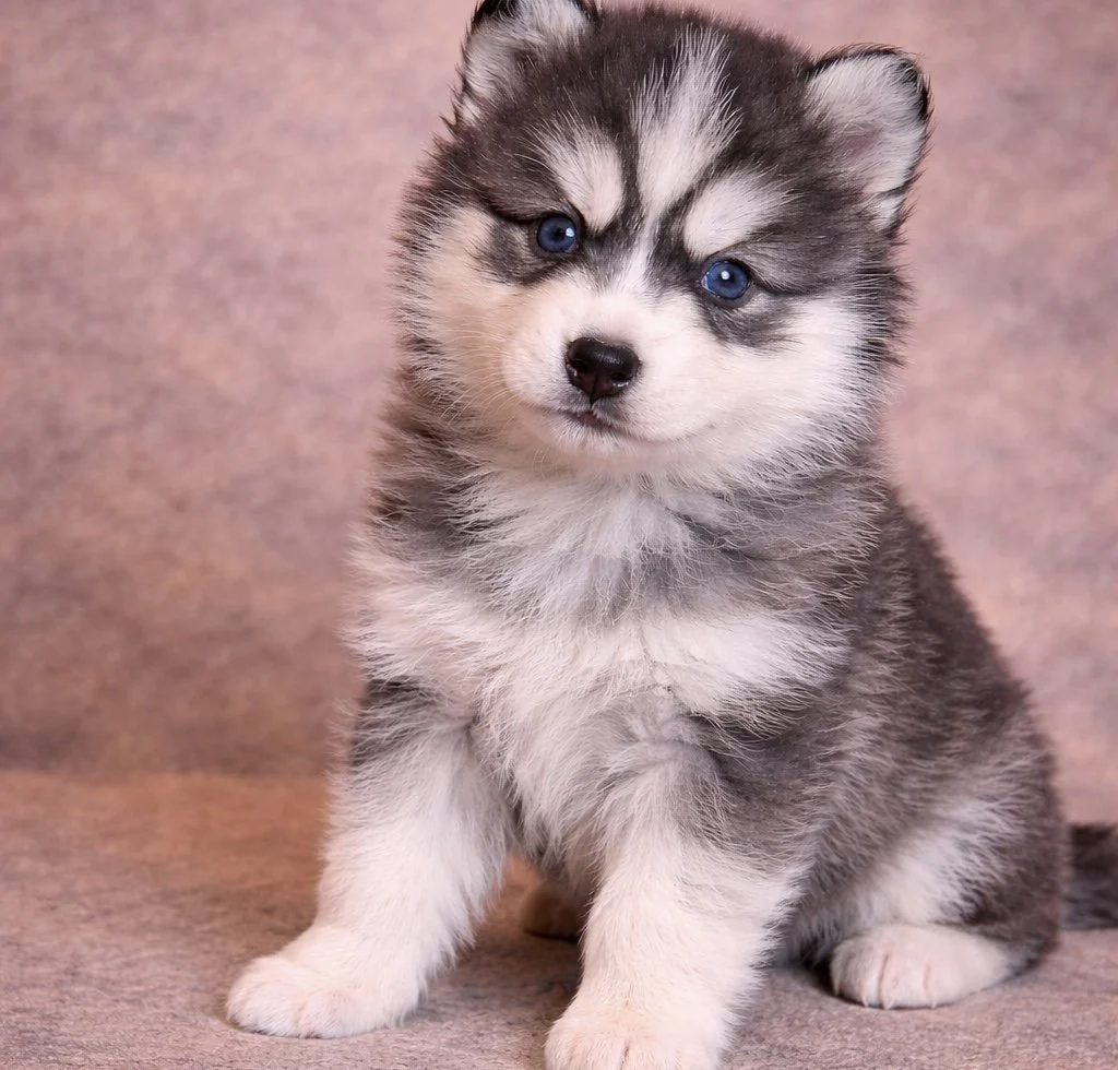 (Male)

Price $2300

Name Ezra

Color

Chocolate/white 

Size

Toy

Expected adult weight

15 lbs. - 25 lbs.