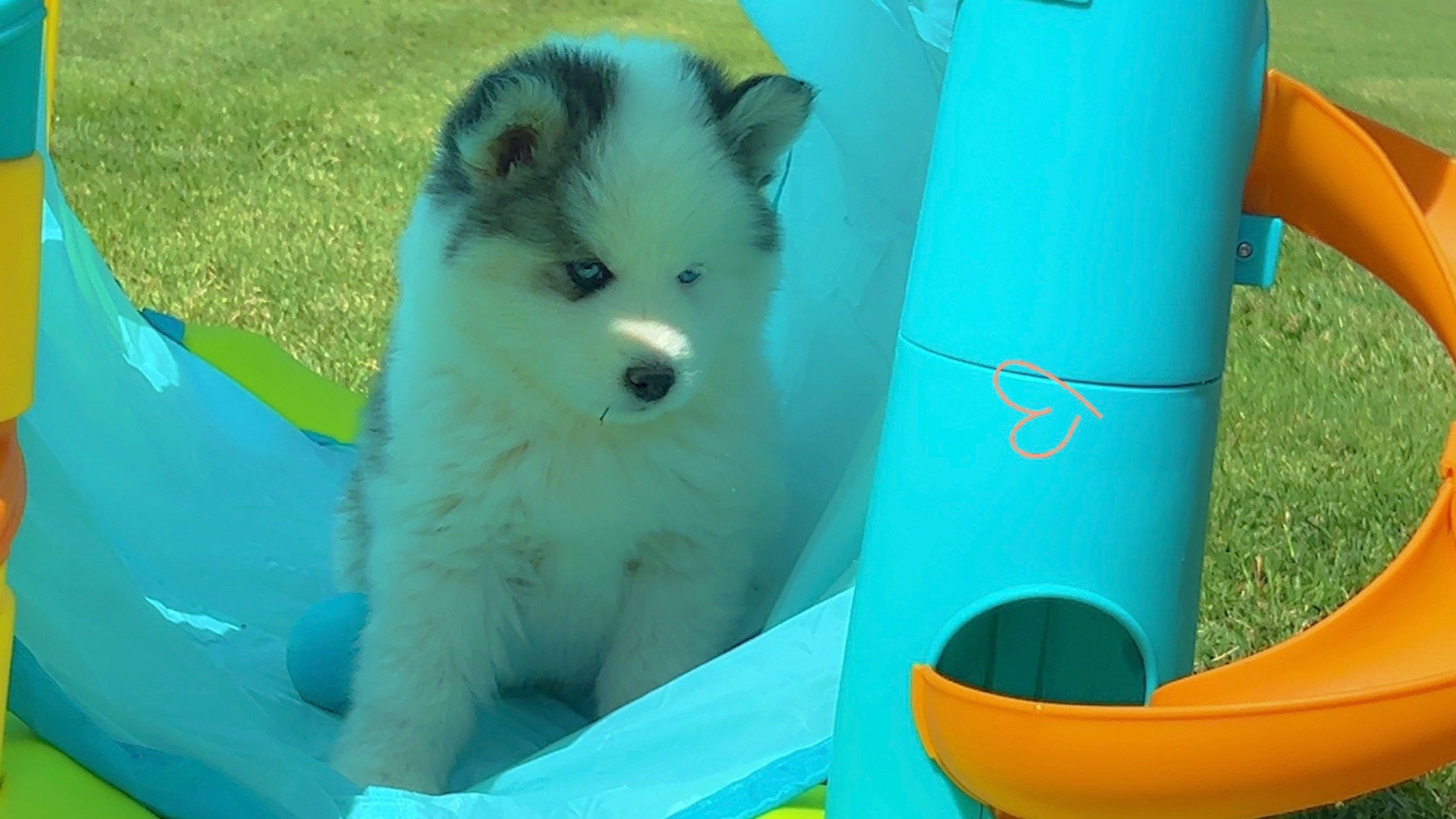 Price- $1500
About August
Pomsky • 13 weeks old
Born on Apr. 25, August is one of 3 puppies from parent dogs Fudge & Holley of Pom Pom Pomskies.
Color
White (non-standard)
Size
Mini
Generation
F2
