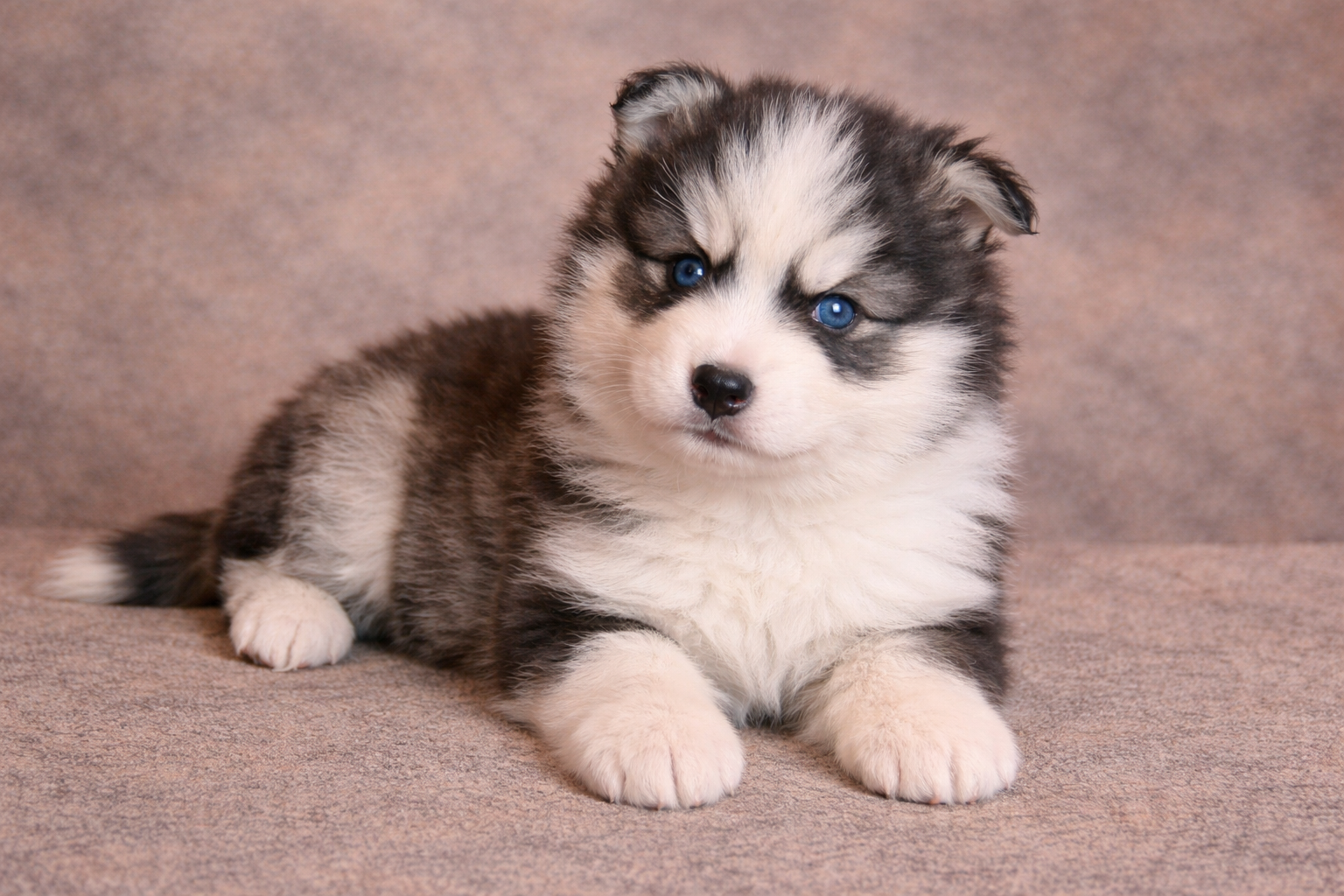 (Male)

Price $2300

Name Ethan

Color

Tri-color (non-standard)

Size

Toy

Expected adult weight

15 lbs. - 25 lbs.