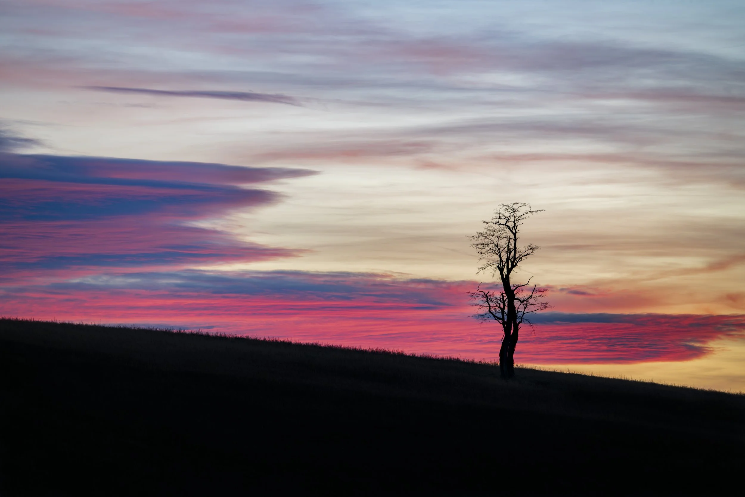 Sunset Tree (1 of 1)-2.JPG