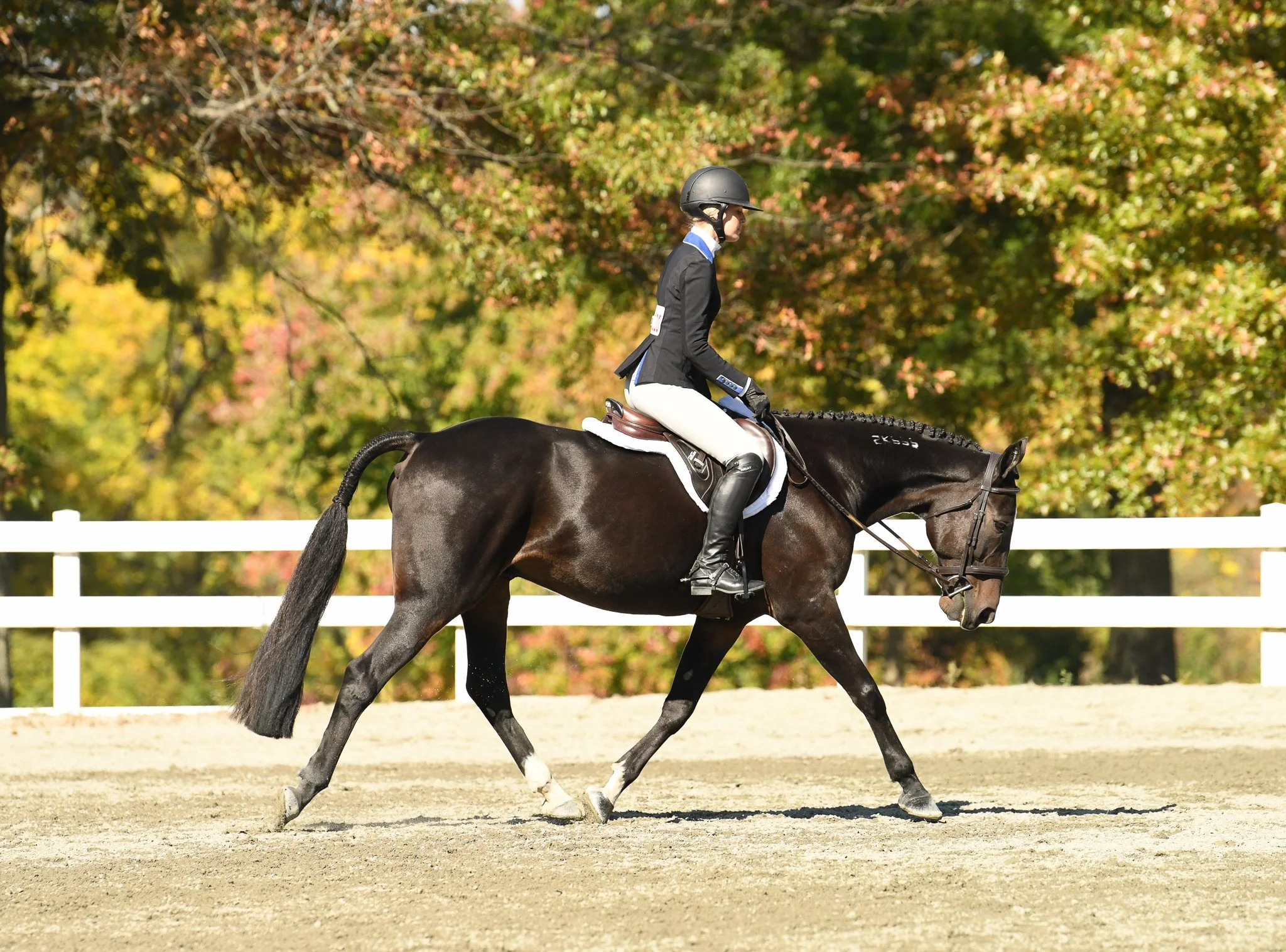 Standardbred Horse Jumping