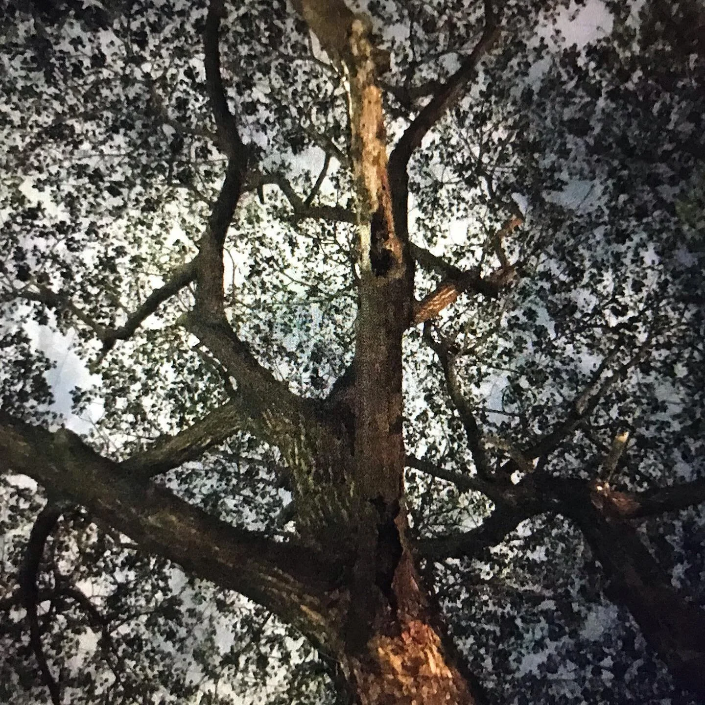 Looking through speckling canopies ✨