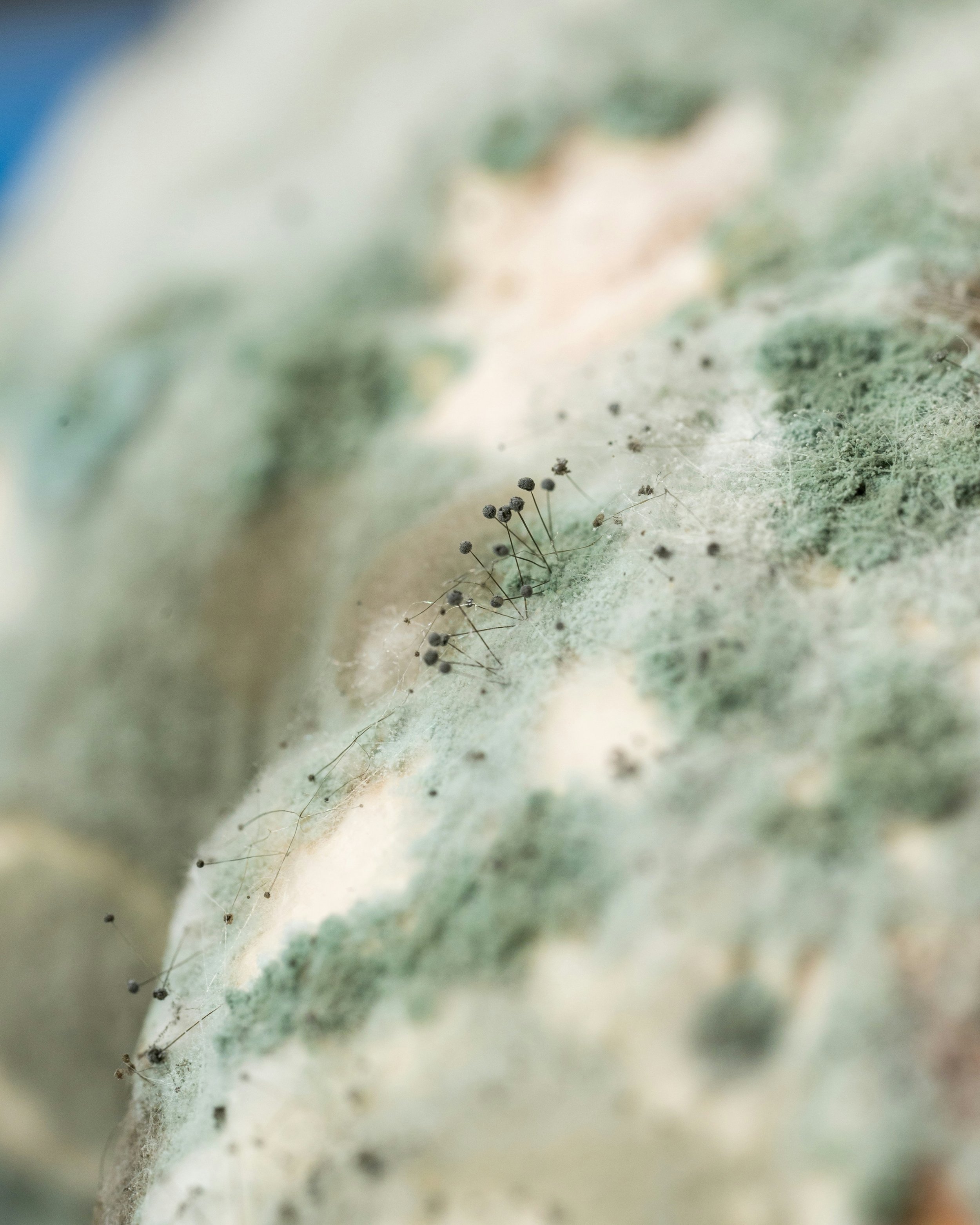 Mold and Mycotoxins