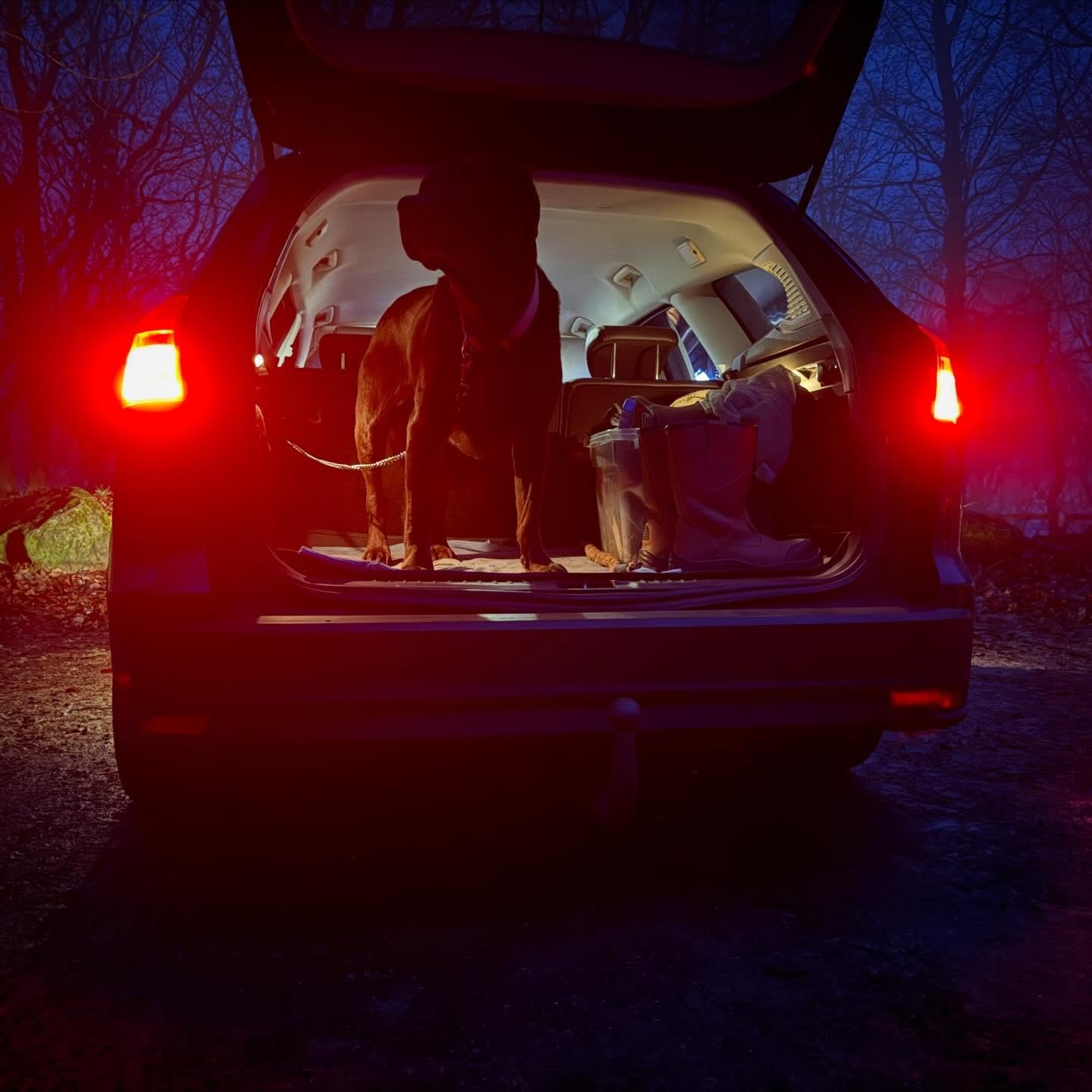 Chazzie is coming with me for my final business meeting of 2025, before the Christmas break. It&rsquo;s pretty atmospheric at Grenoside Woods. We&rsquo;re going for a walk with friends / clients &amp; dogs!