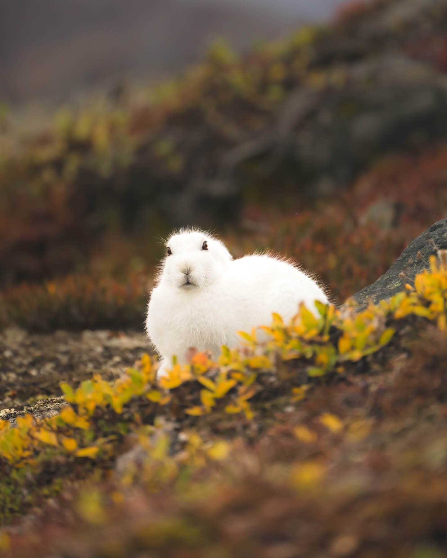 Greenland Expedition-1-1-5.jpg