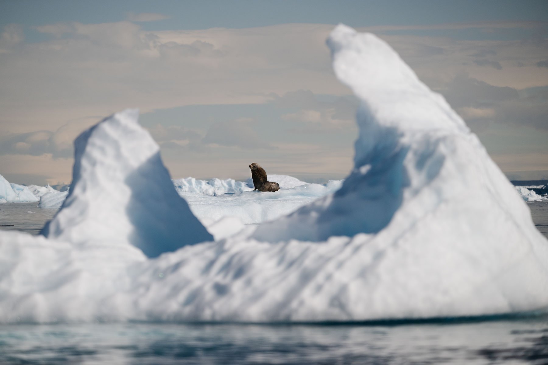 Antarctic Fur Seal framed in Iceberg