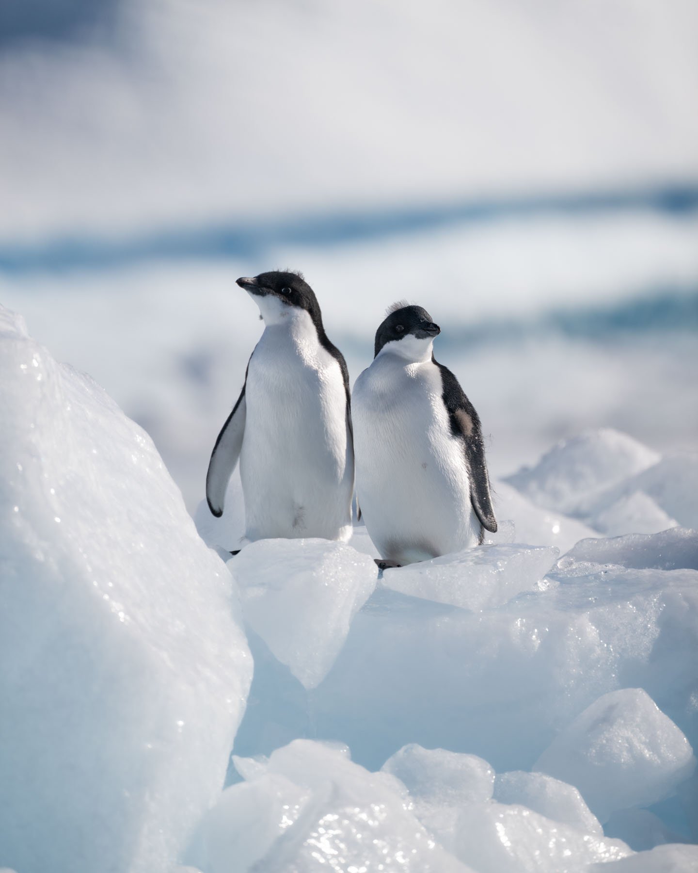 Two Adelie penguins 