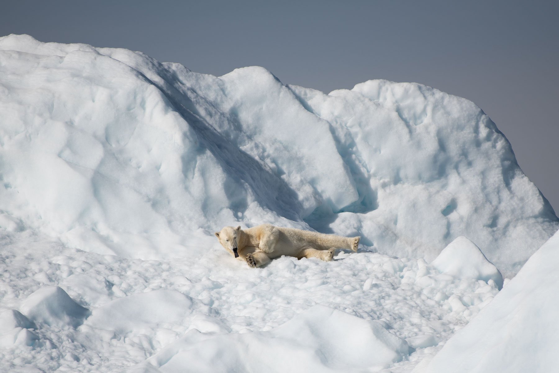 Polar Bear, East Greenland.