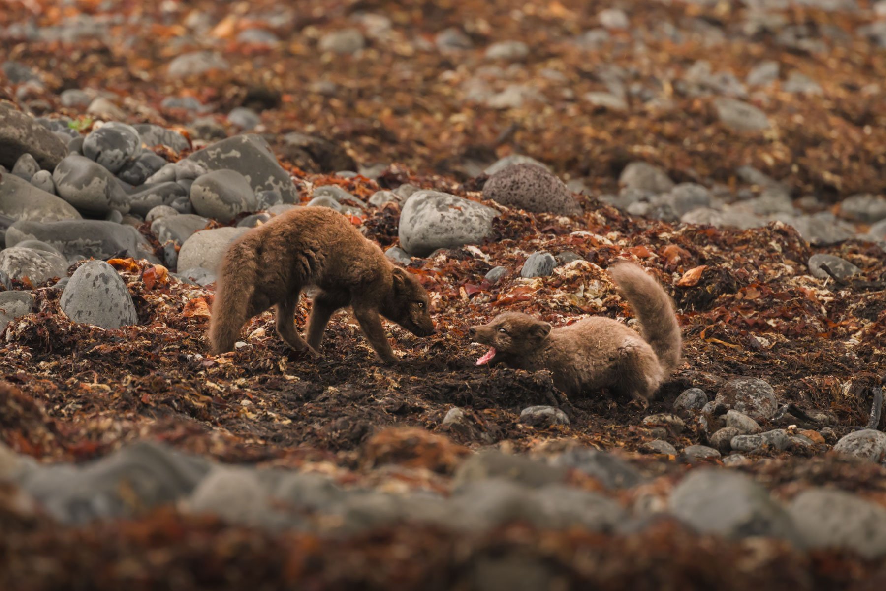Arctic Fox Photograhy Workshop-15.jpg