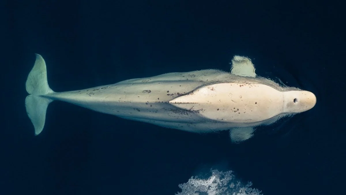 Beluga Whale swimming in dark water.