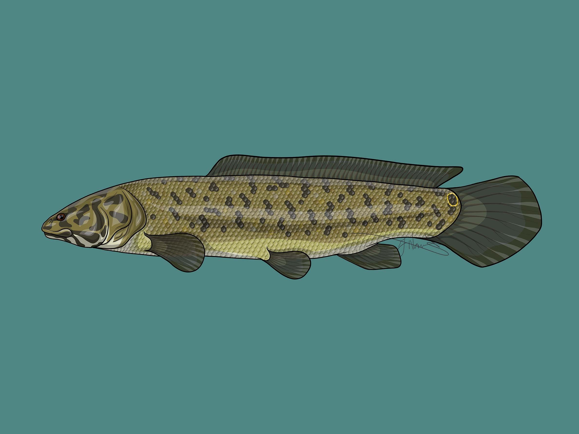 Amia_ocellicauda_blue_icon.jpg