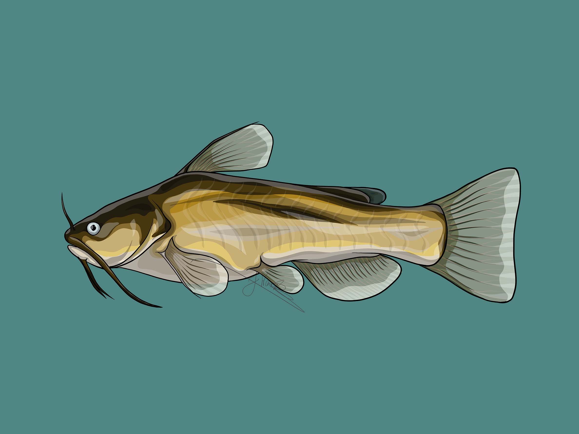 Ameiurus_melas_blue_icon.jpg
