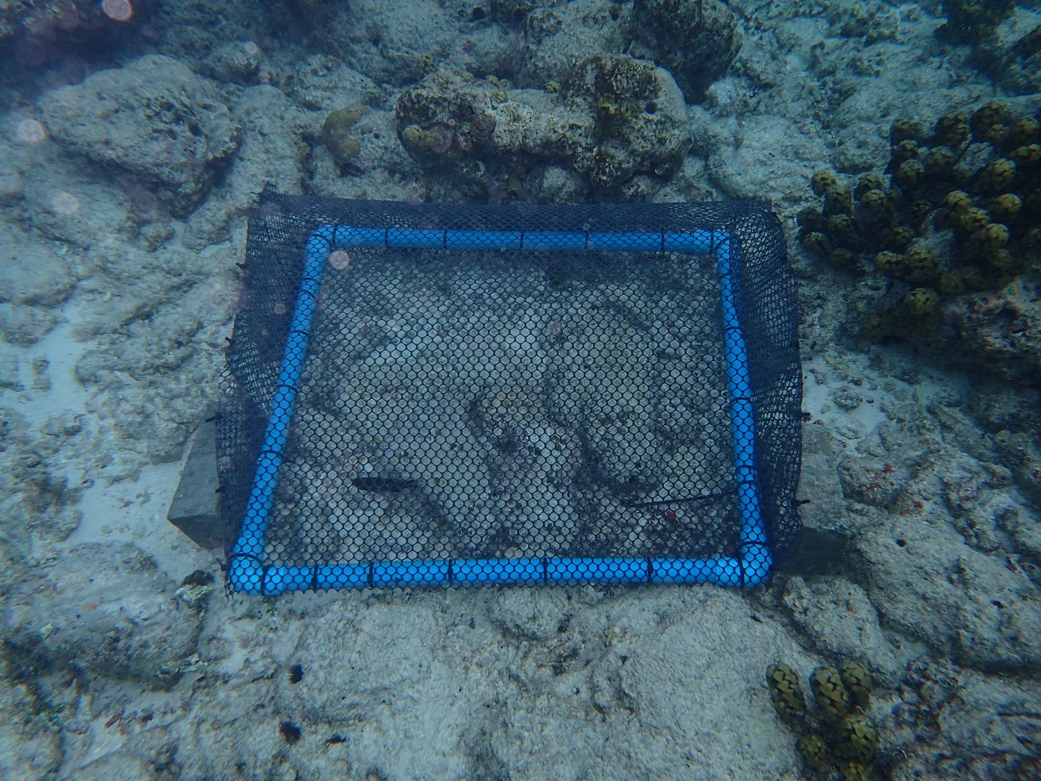 Coral Micro-Fragmentation Report — Save The Beach Maldives