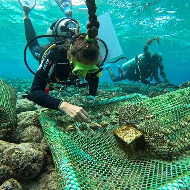 General 1 — Save The Beach Maldives
