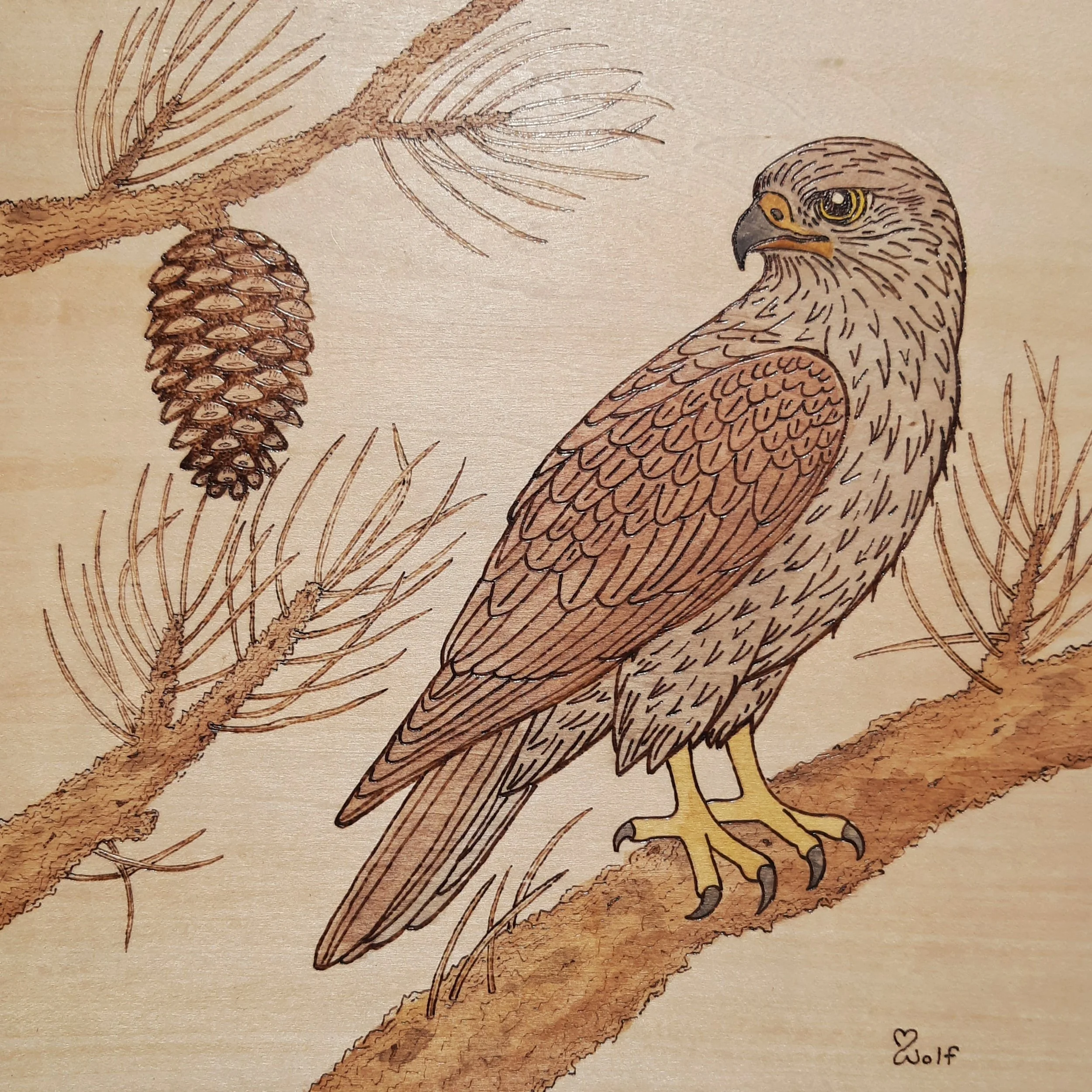 Hawk with Pine Cone 12"x12" $360