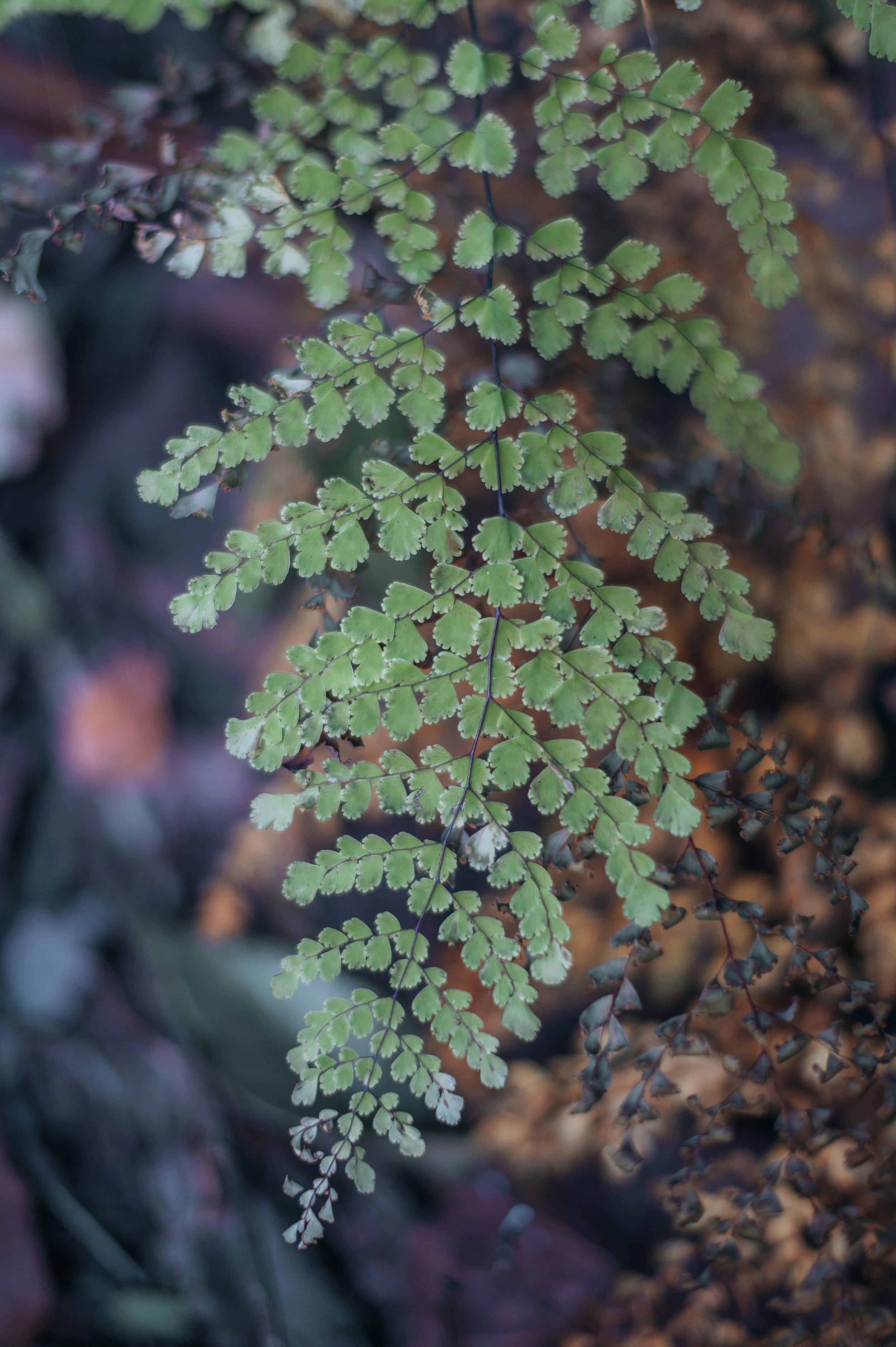 plant.jpg