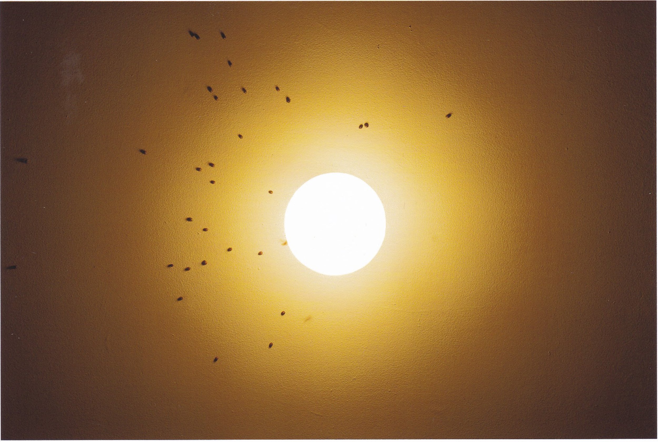 Farm Bugs Around Light02.jpg