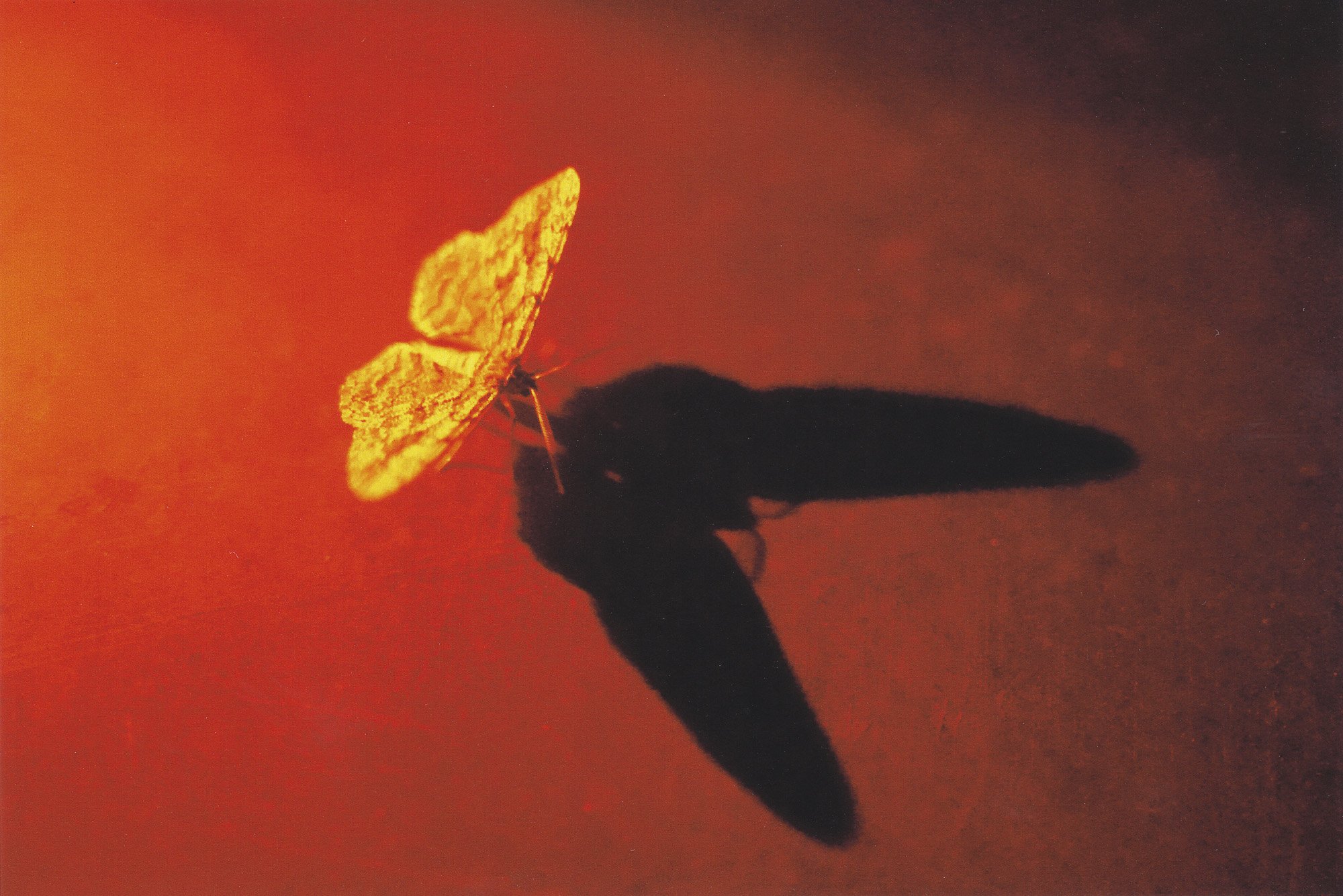 red moth02.jpg
