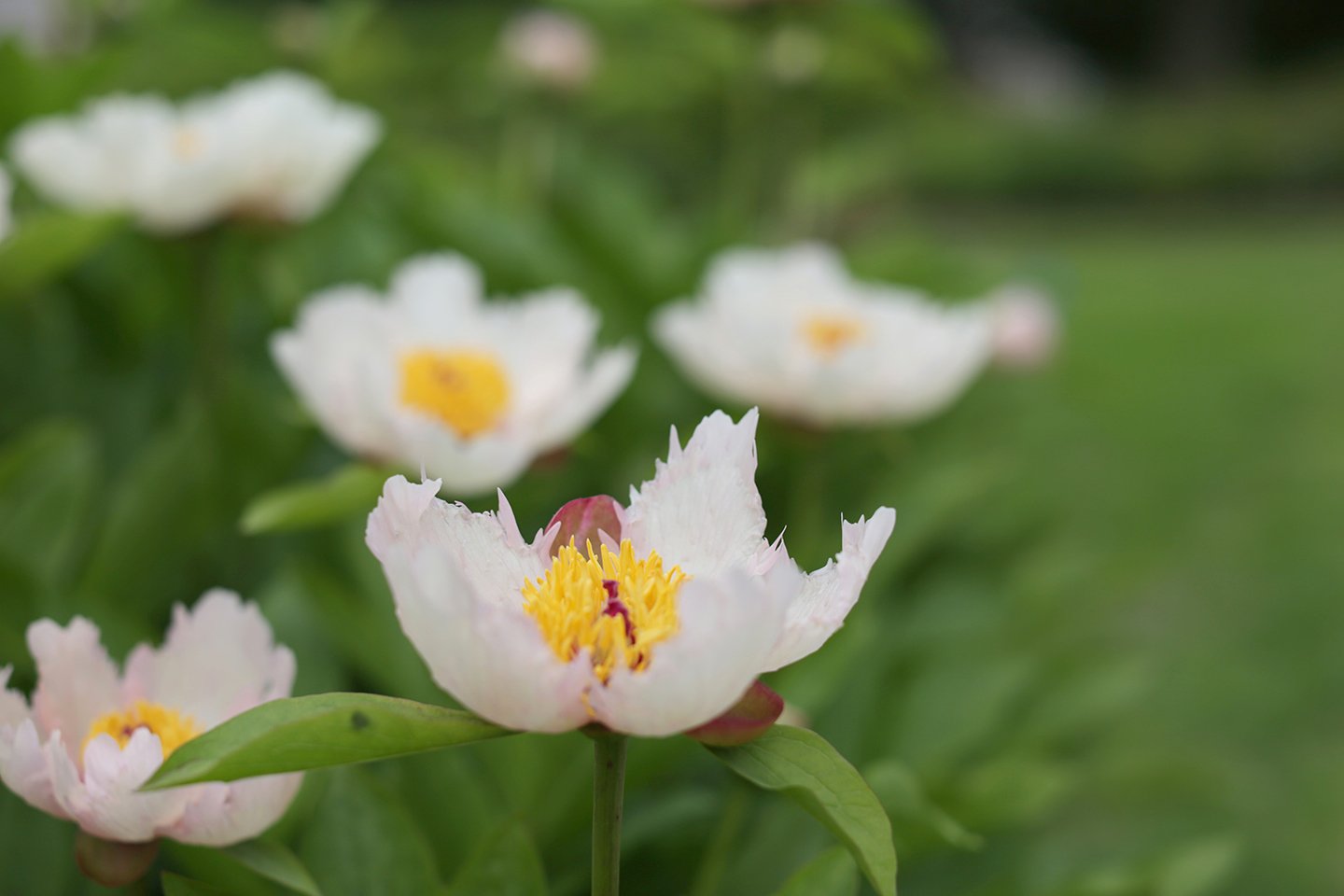 Locations_BoernerBotanicalGardens (7).jpg