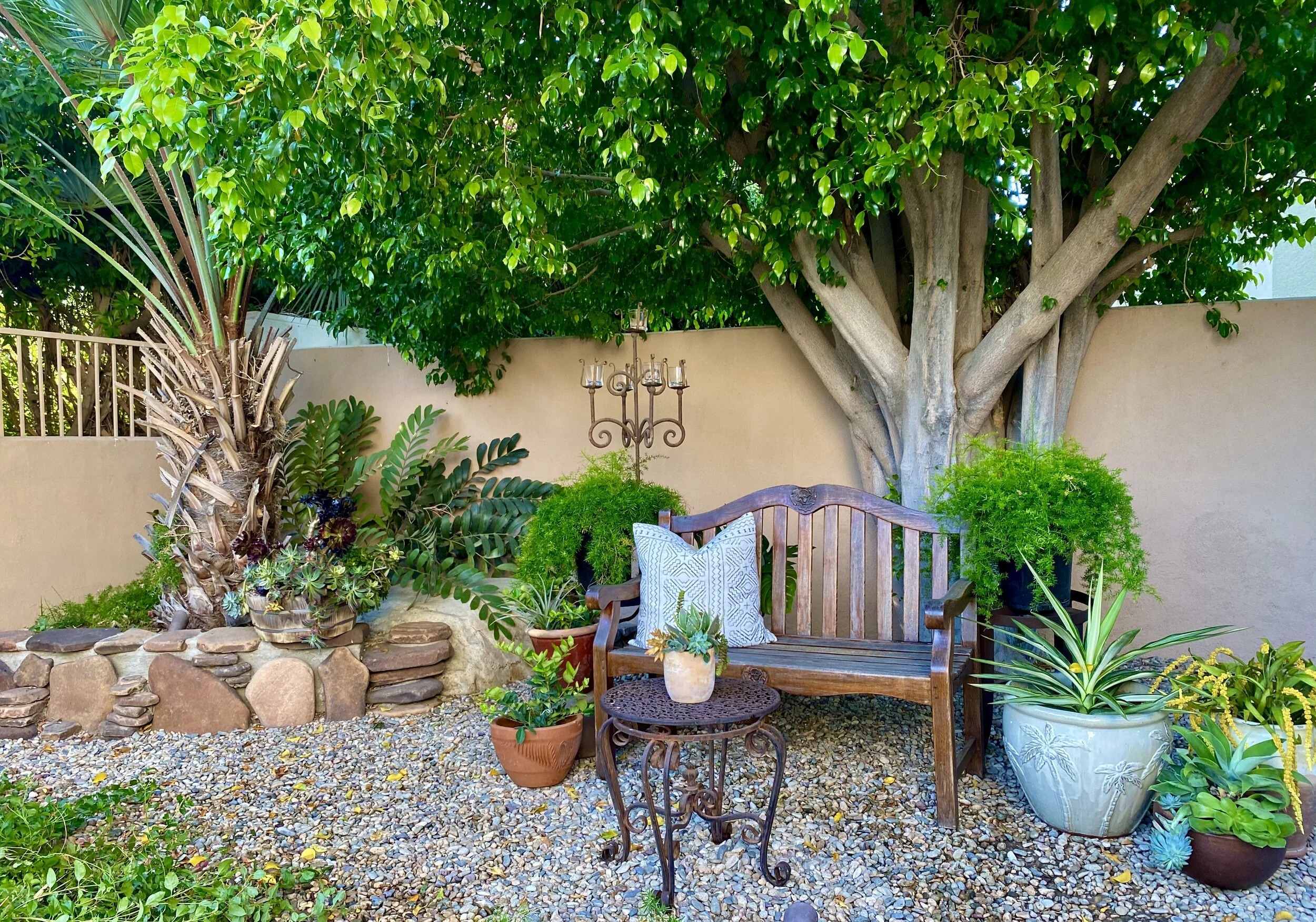 Backyard Seating under Ficus
