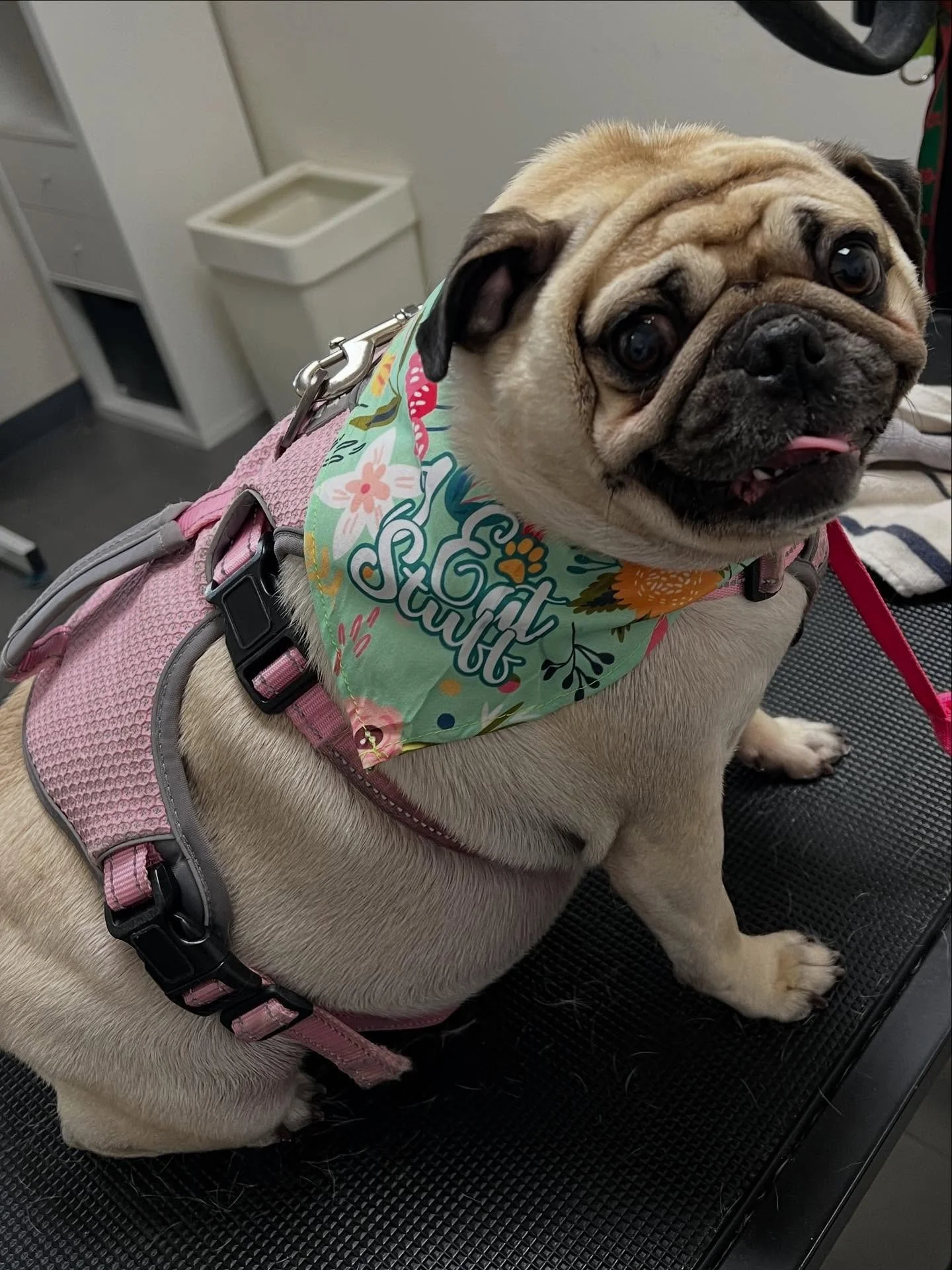 Lucky dog. #dog #groom #dogsmile #instamood #viral