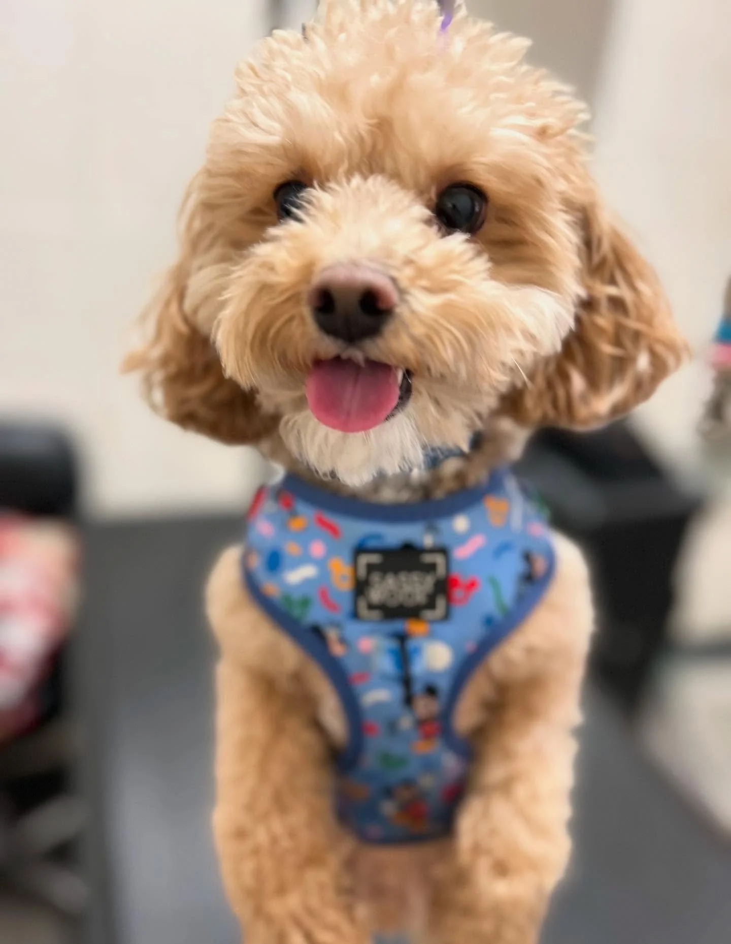 Pedro in the house! #puppycastlegroomingsalon 🐶