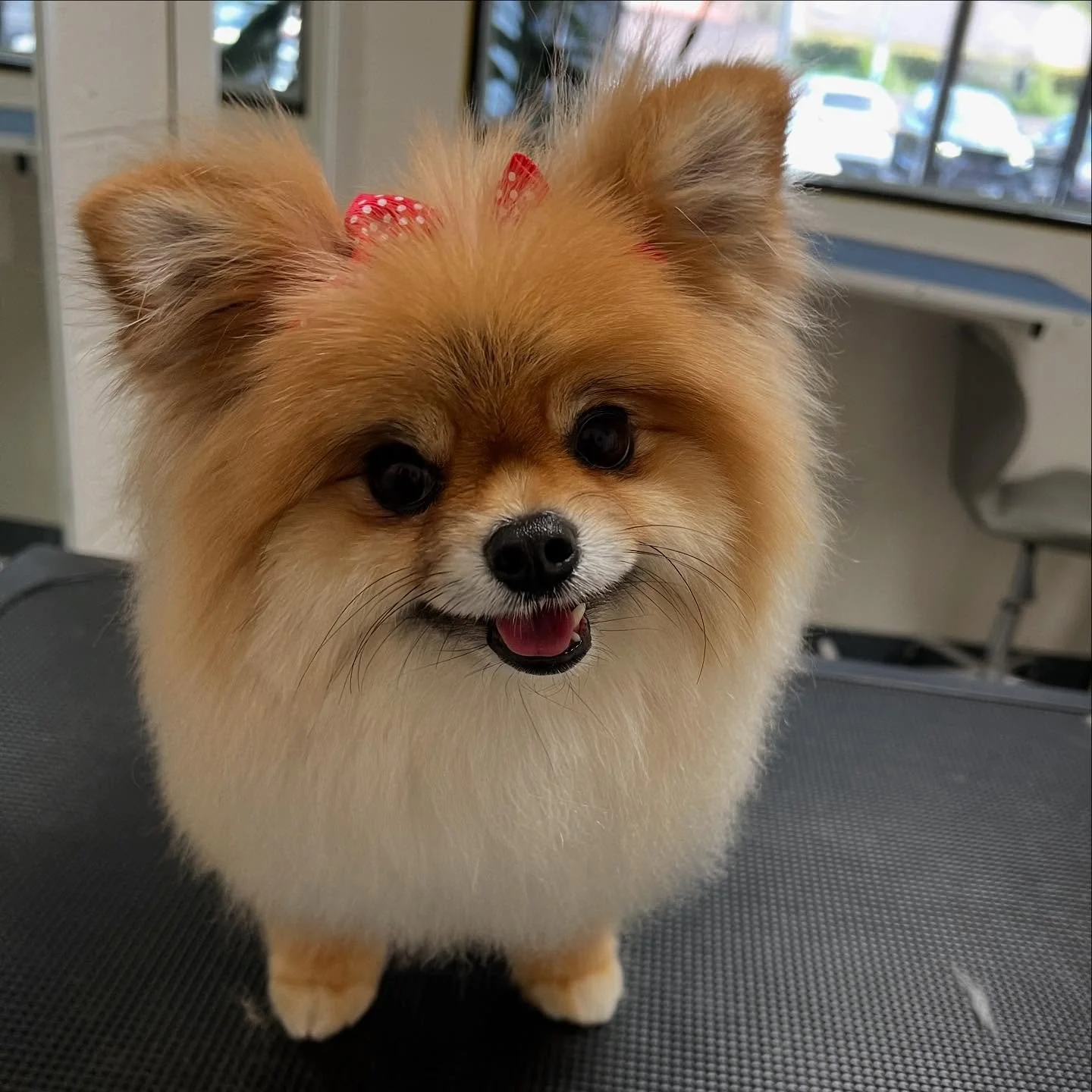 #pomeranian_lovers #pomeranian #grooming #dog #doggroomer #losangeles