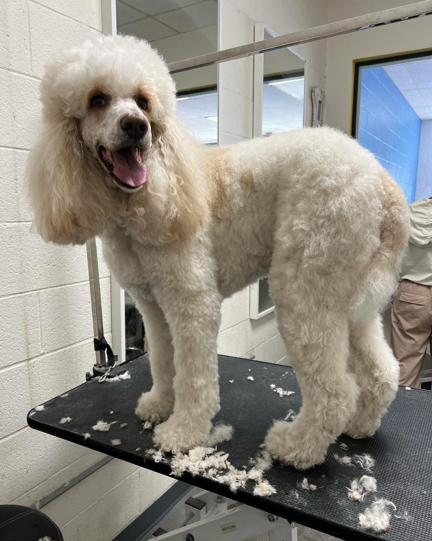 Before and after of this white beauty. Groomed by Macy. #dog #grooming #happy #instadog #westhills #groomer #poodle