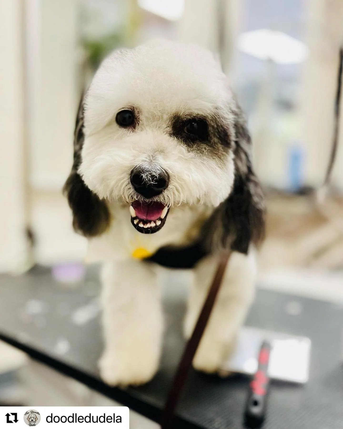 #🐶 #groomer #grooming #dog #dogsofinstagram #doggrooming #doggroomer #dogs #doglover #petgrooming #doglovers #pet #petshop #banhoetosa #groomerlife #instadog #pets #petgroomer #groomersofinstagram #petstylist #groomers #groomingsalon #dogstagram #pu
